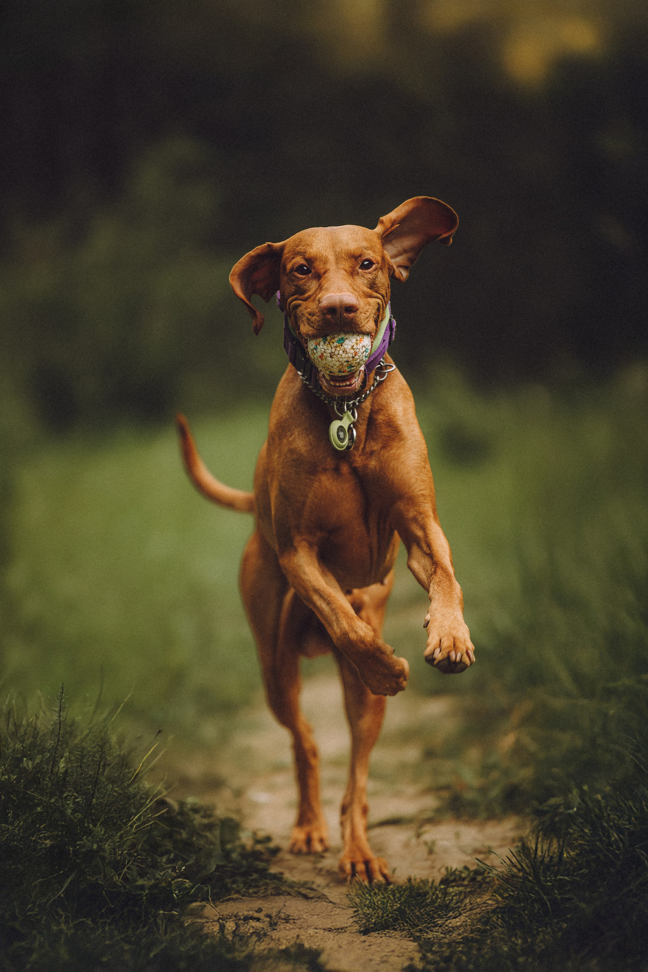 Груша, Данни, Фунтик и их семья