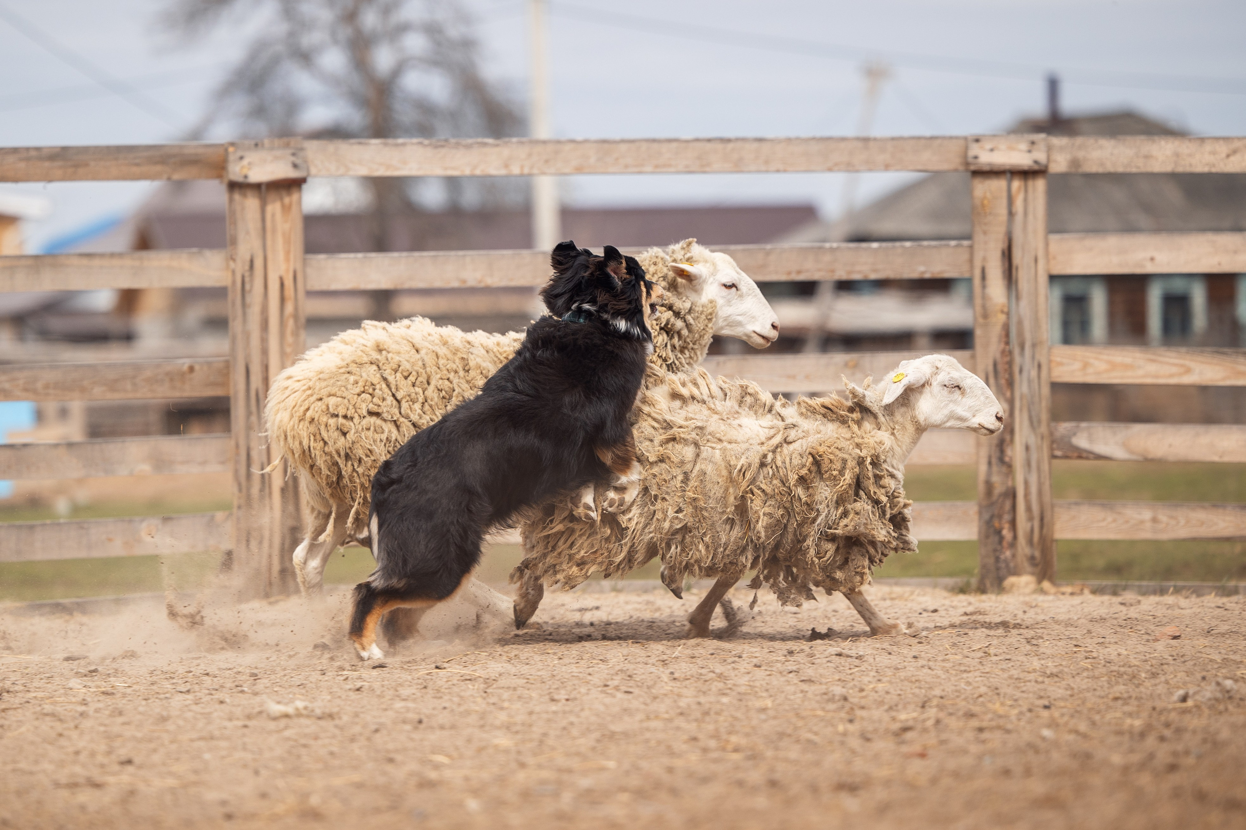 Ночь. YULA KOLESOVA | Фотограф — Анималист | Художник | Тюмень