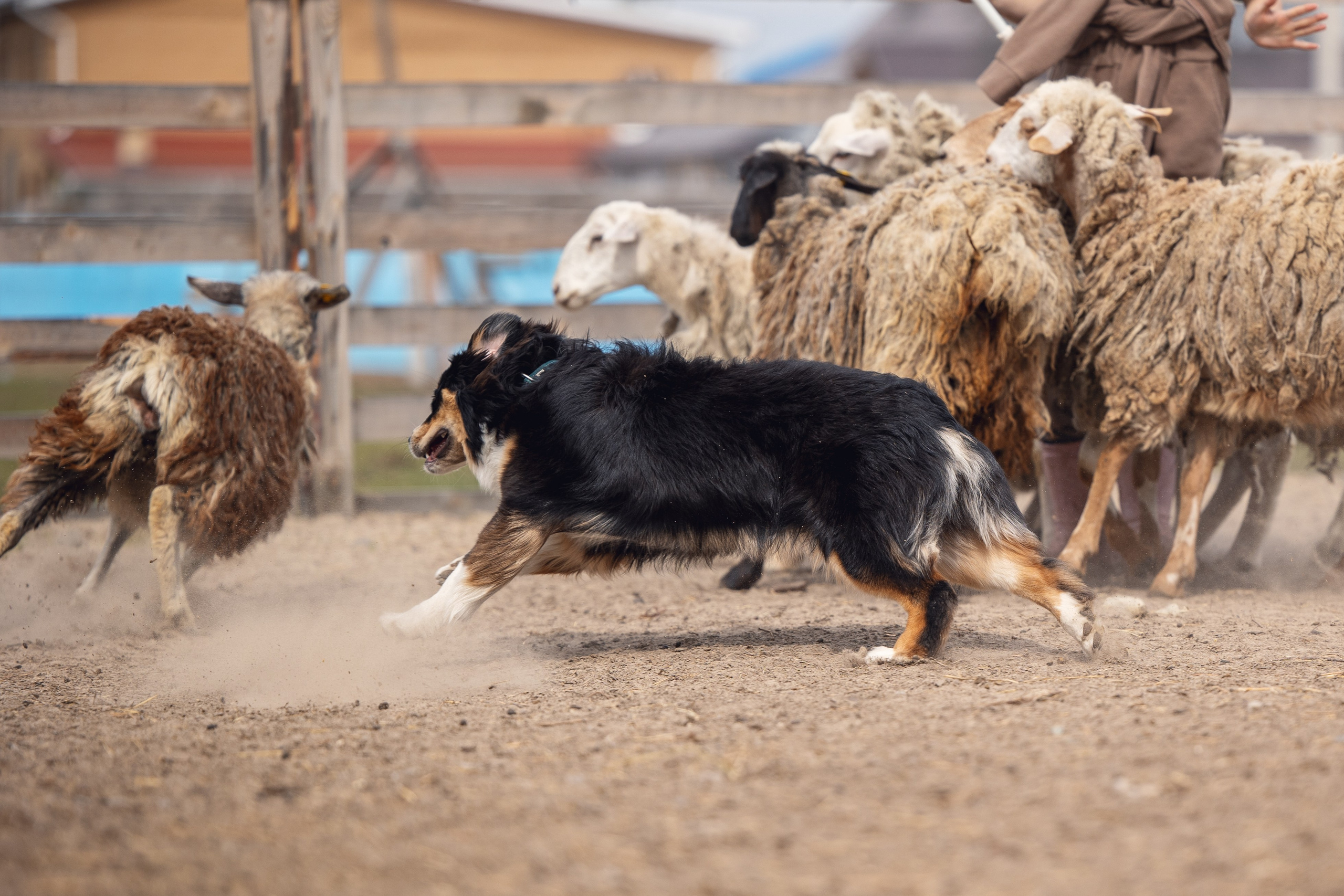 Ночь. YULA KOLESOVA | Фотограф — Анималист | Художник | Тюмень