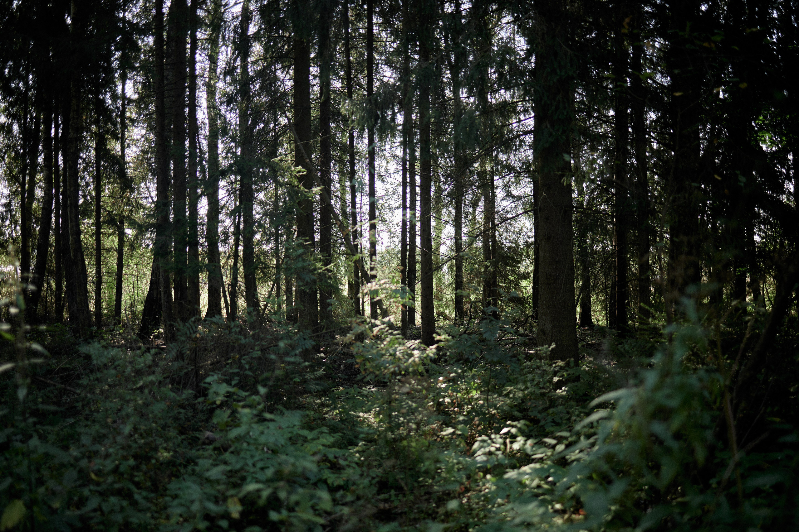 Свадьба в загородном доме. Репортажный фотограф, портретный фотограф  г. Москва