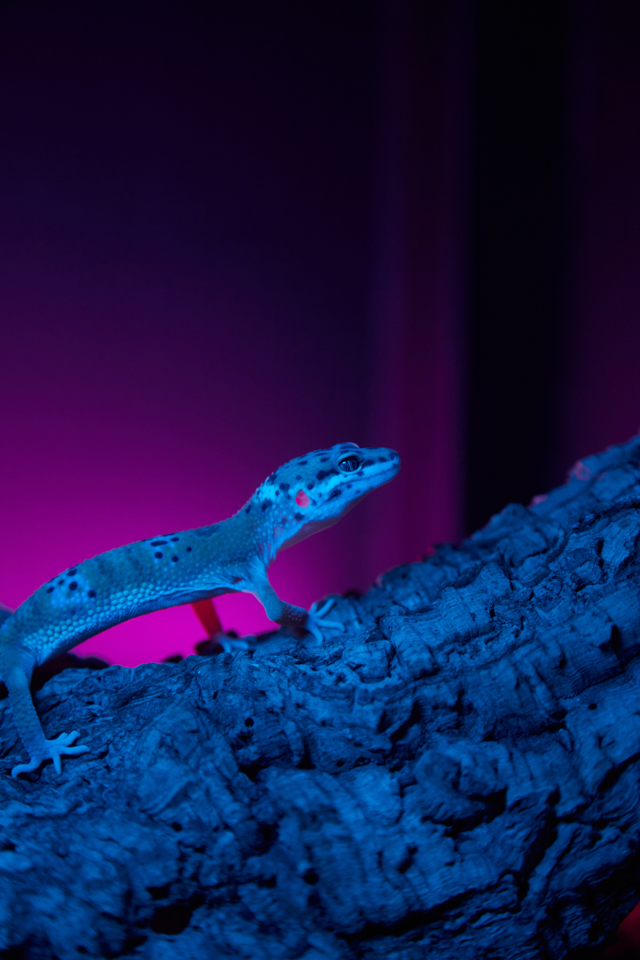 Фотосъёмка ящерицы на камне в голубом свете.