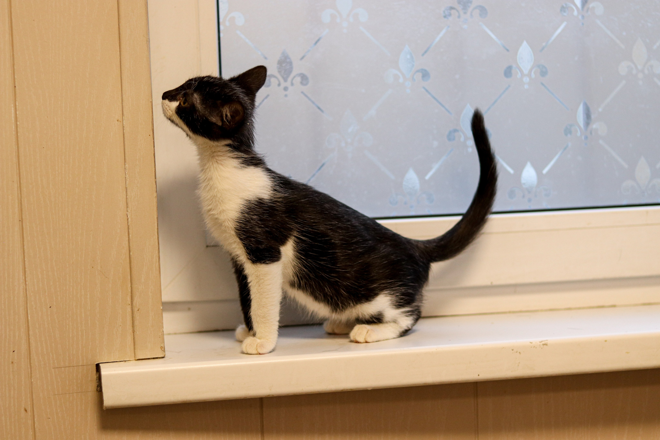 Петербургский дом кота (27 июня 2024). Ивентный фотограф в Санкт-Петербурге Олег Комков