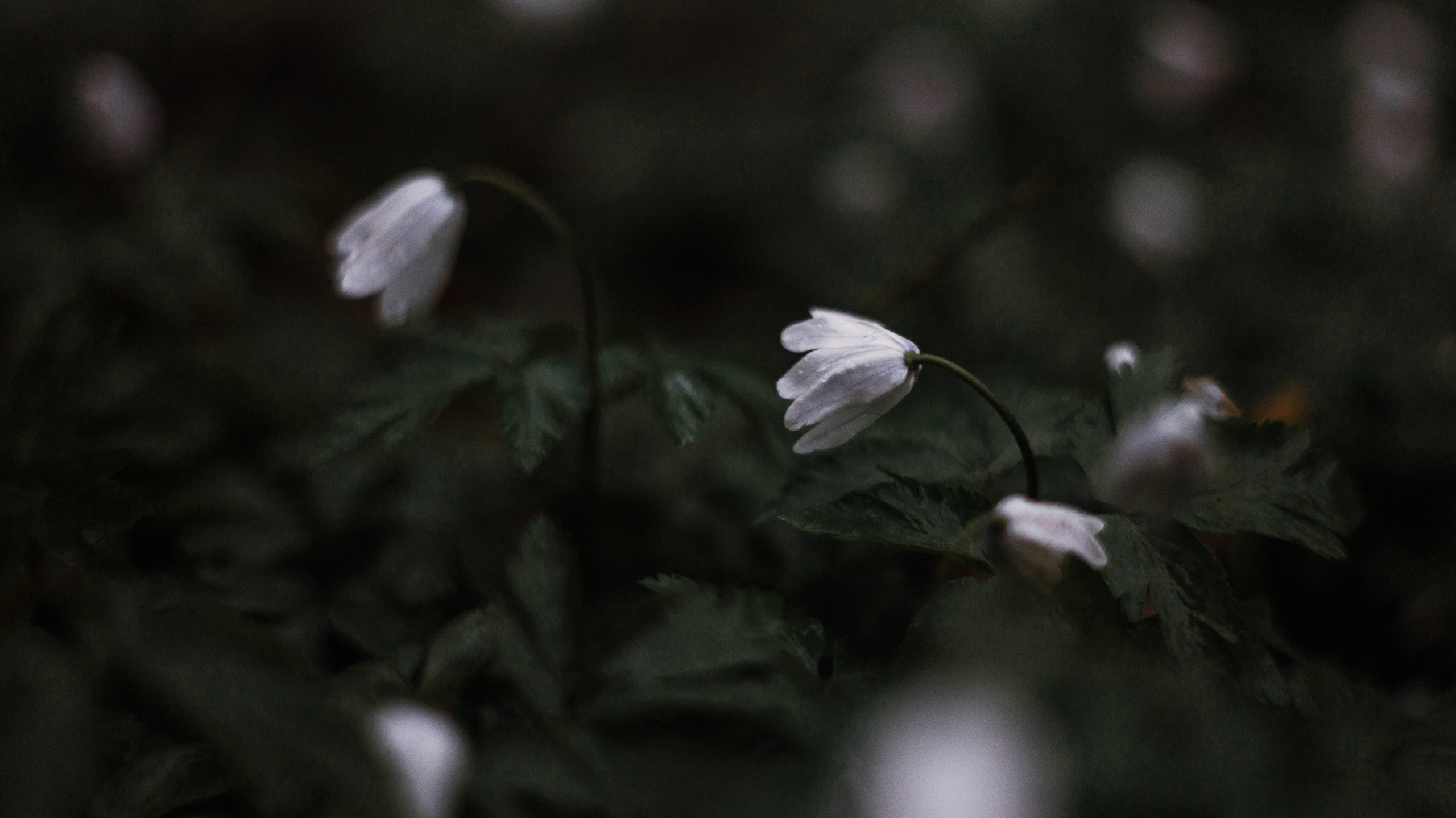 Лера и Ральф. Фотограф-анималист Богданова Полина