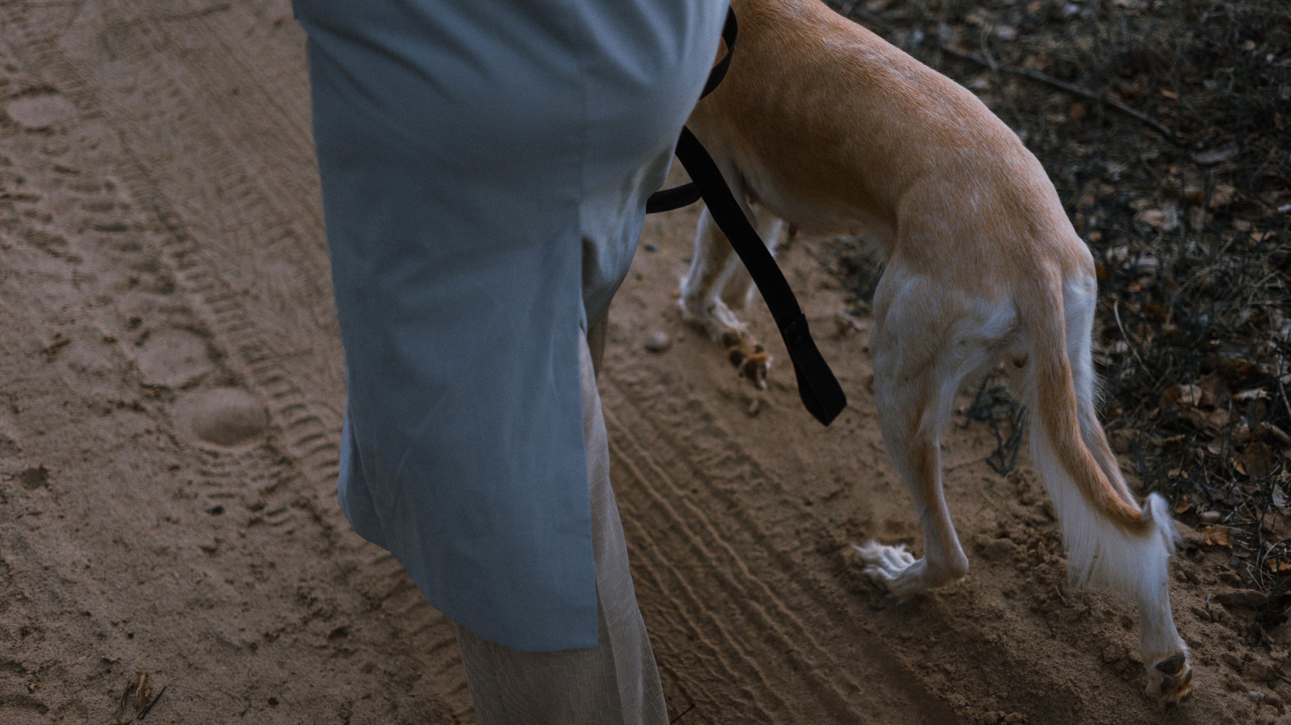 Настя и Бейда. Фотограф-анималист Богданова Полина