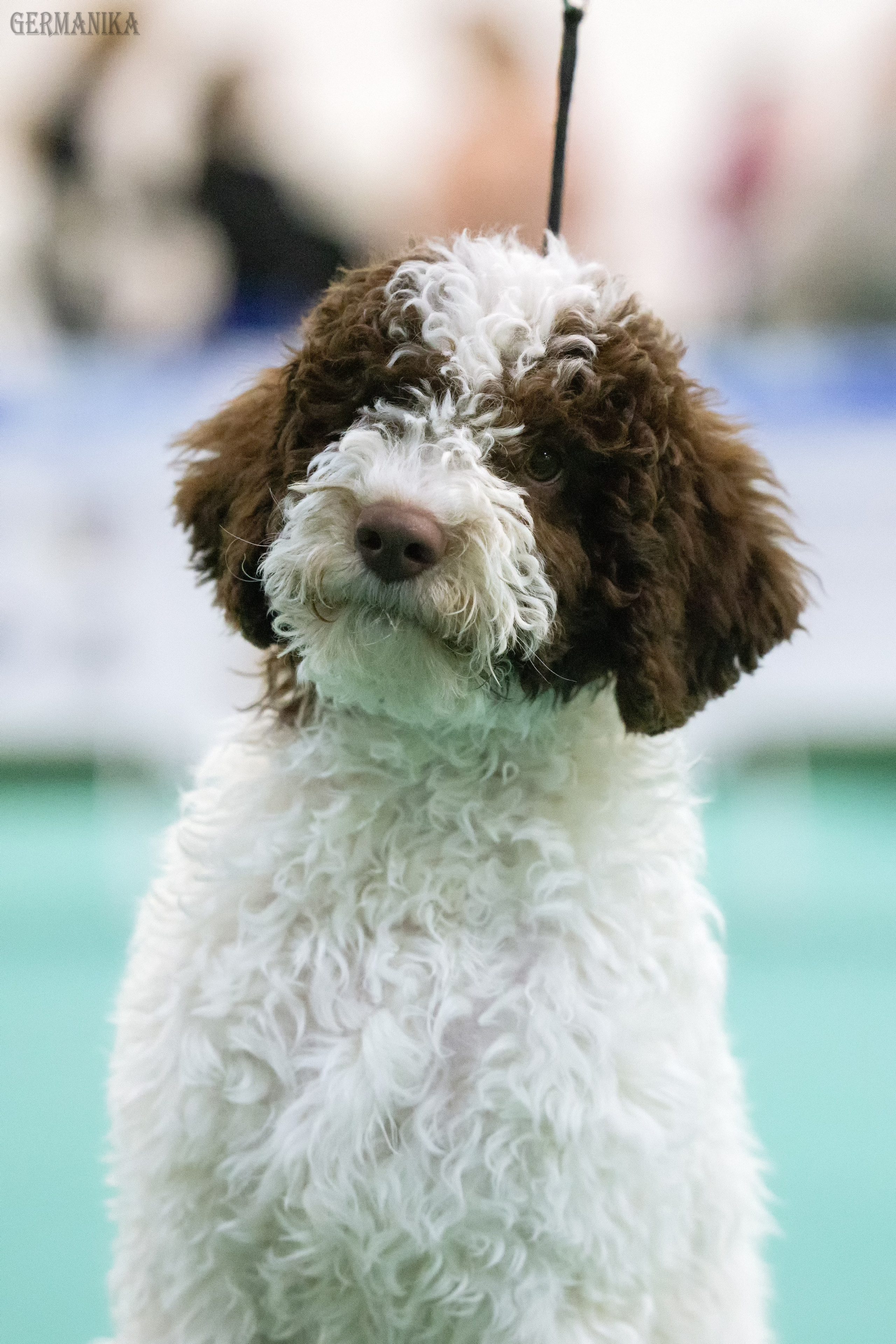 Крокус 10.02,Сфера 11.02.2024. Фотограф-анималист Юлия Германика