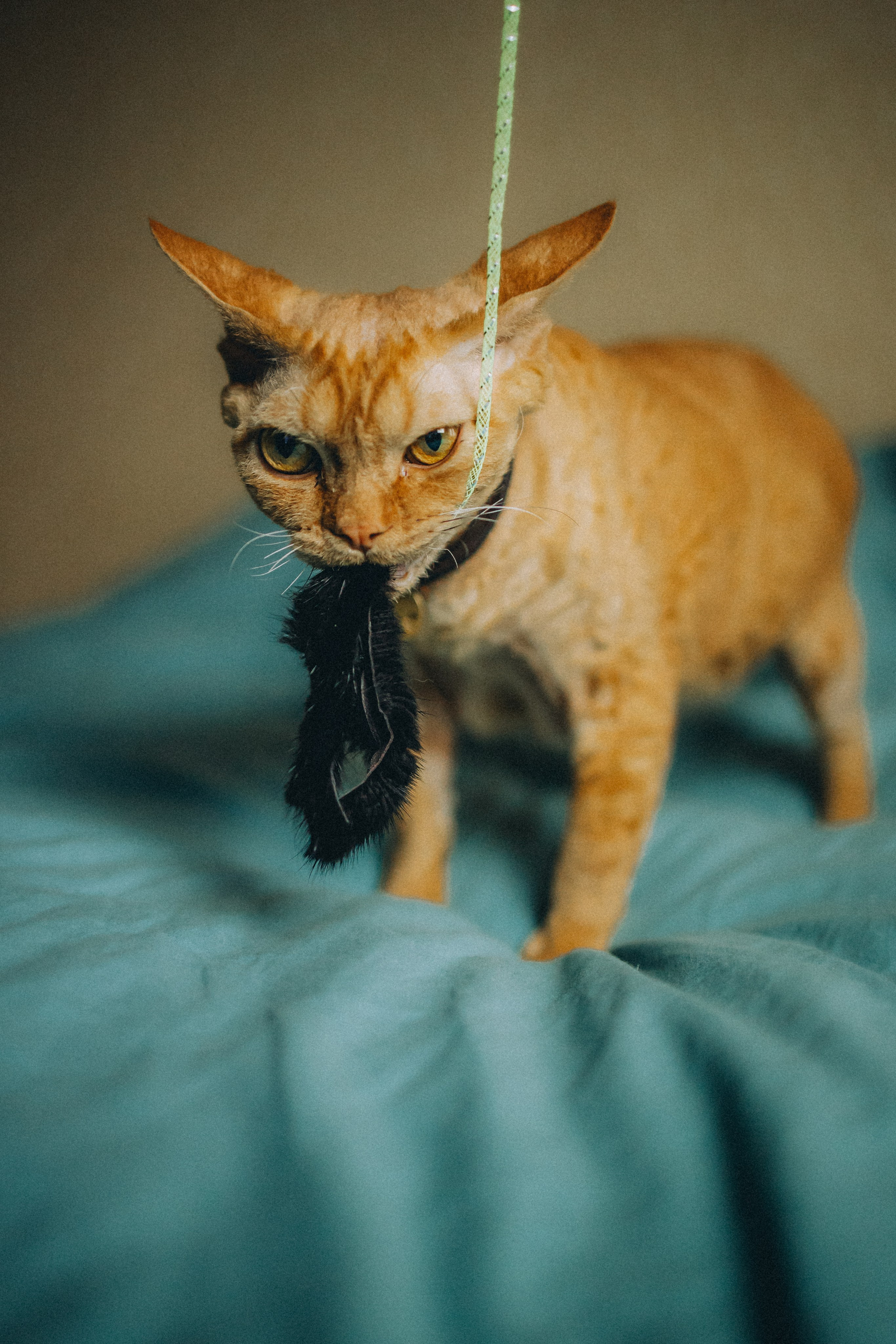 Фотосессия Ковшика и Гречки