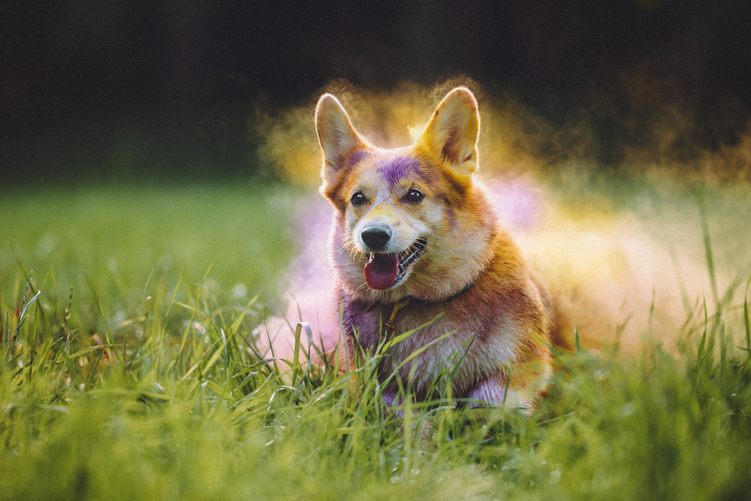 Пуговка и ее семья