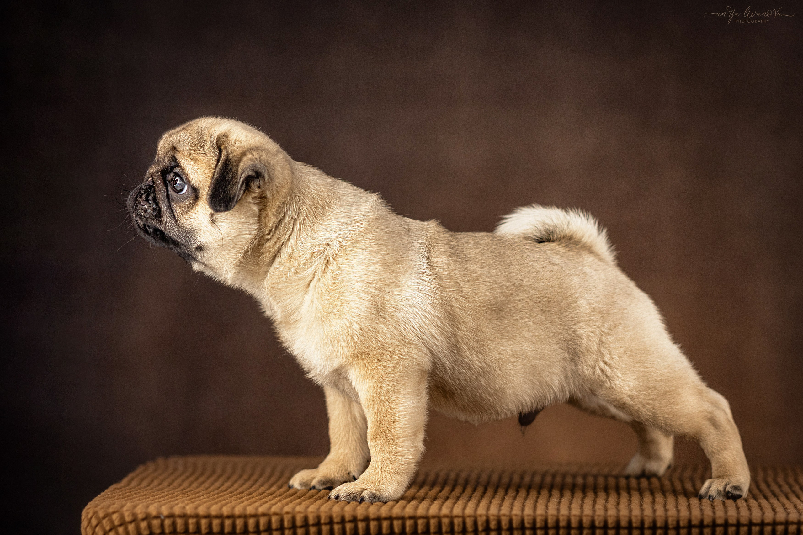 Мопсик. Фотограф анималист Аня Ливанова | Рыбинск