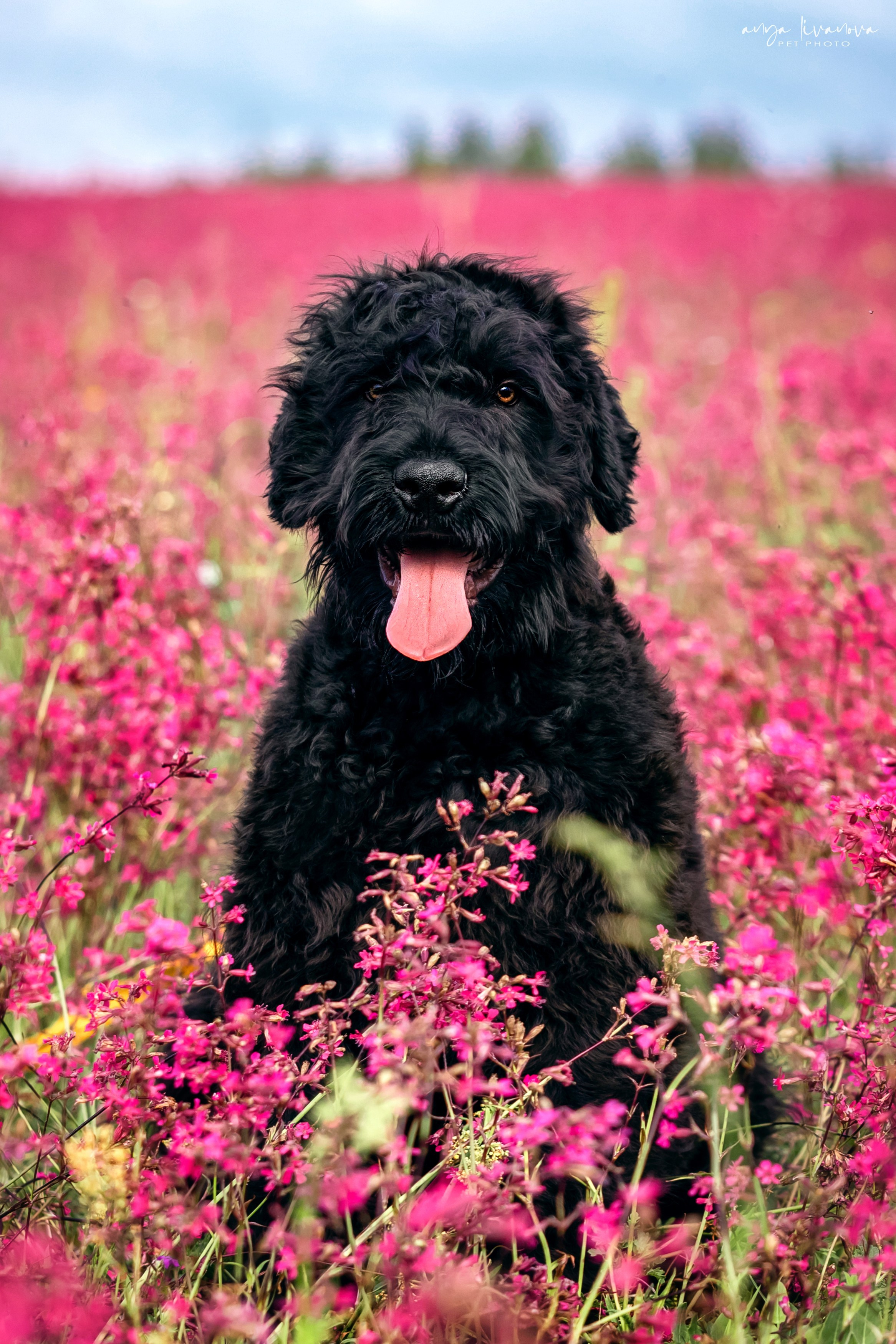 Смолка клейкая. Фотограф анималист Аня Ливанова | Рыбинск