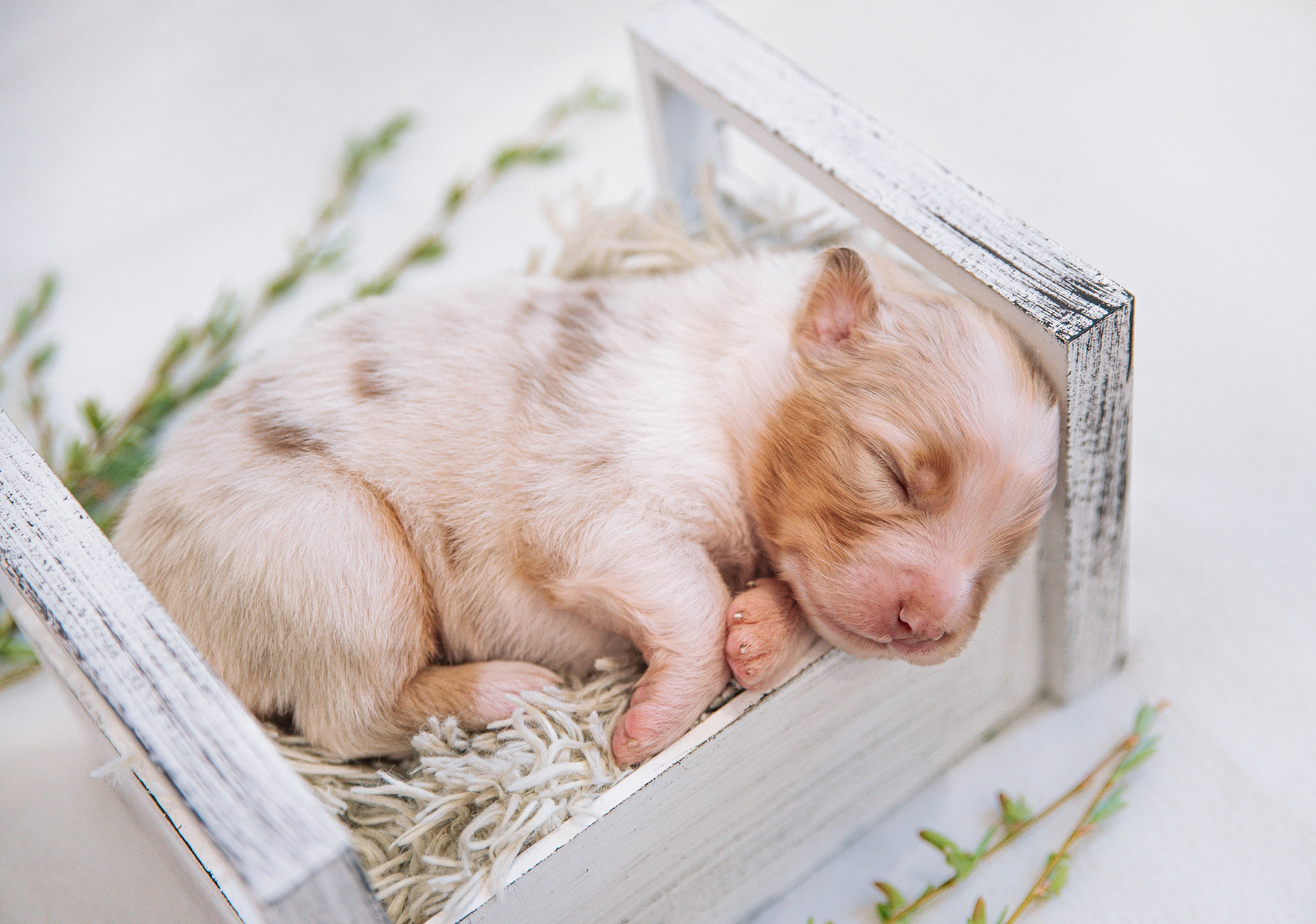 Аусси щенки нью борн. Главная