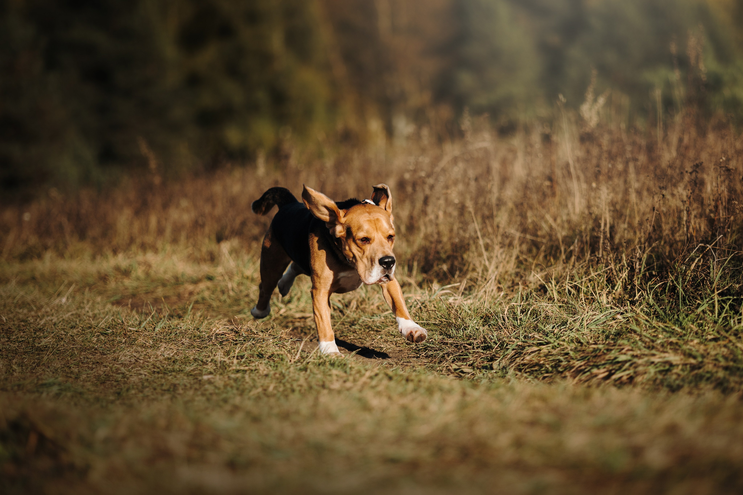 Оуджи и его семья. Фотограф — Анималист | Санкт-Петербург