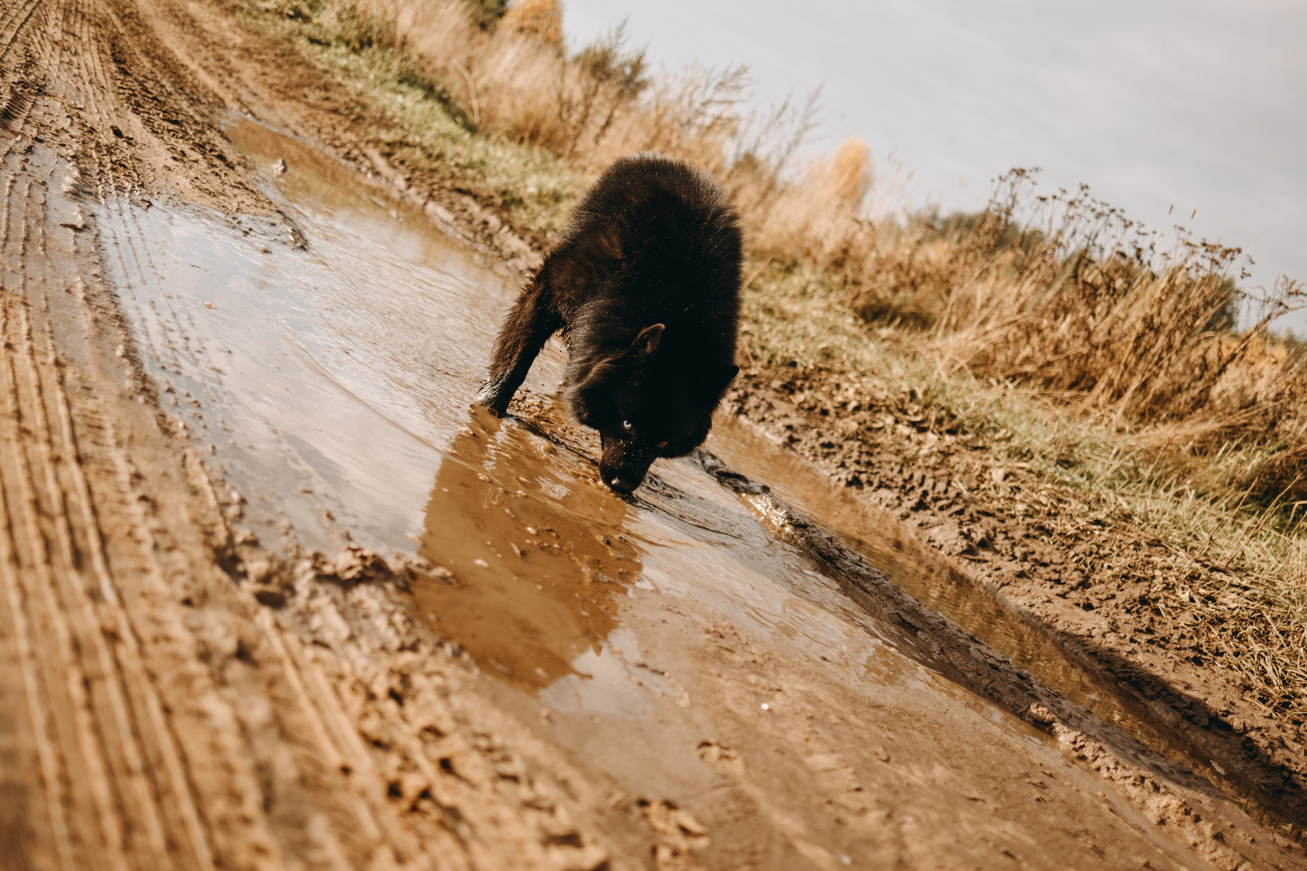 Лора и Джанго. Фотограф — Анималист | Санкт-Петербург