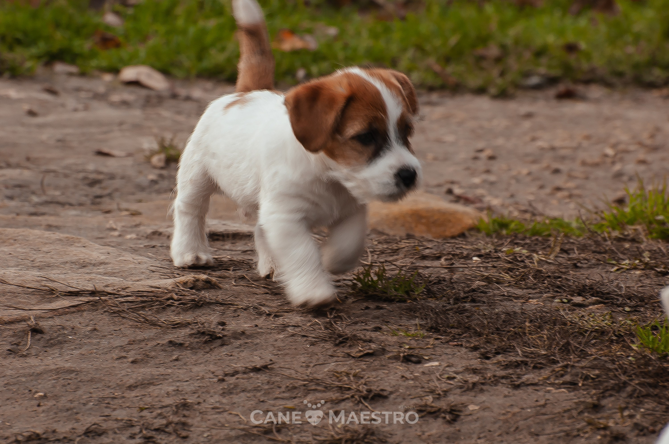 КобZ_3_брыж-27_08_25. КАНЕ МАЭСТРО — питомник Джек рассел терьеров