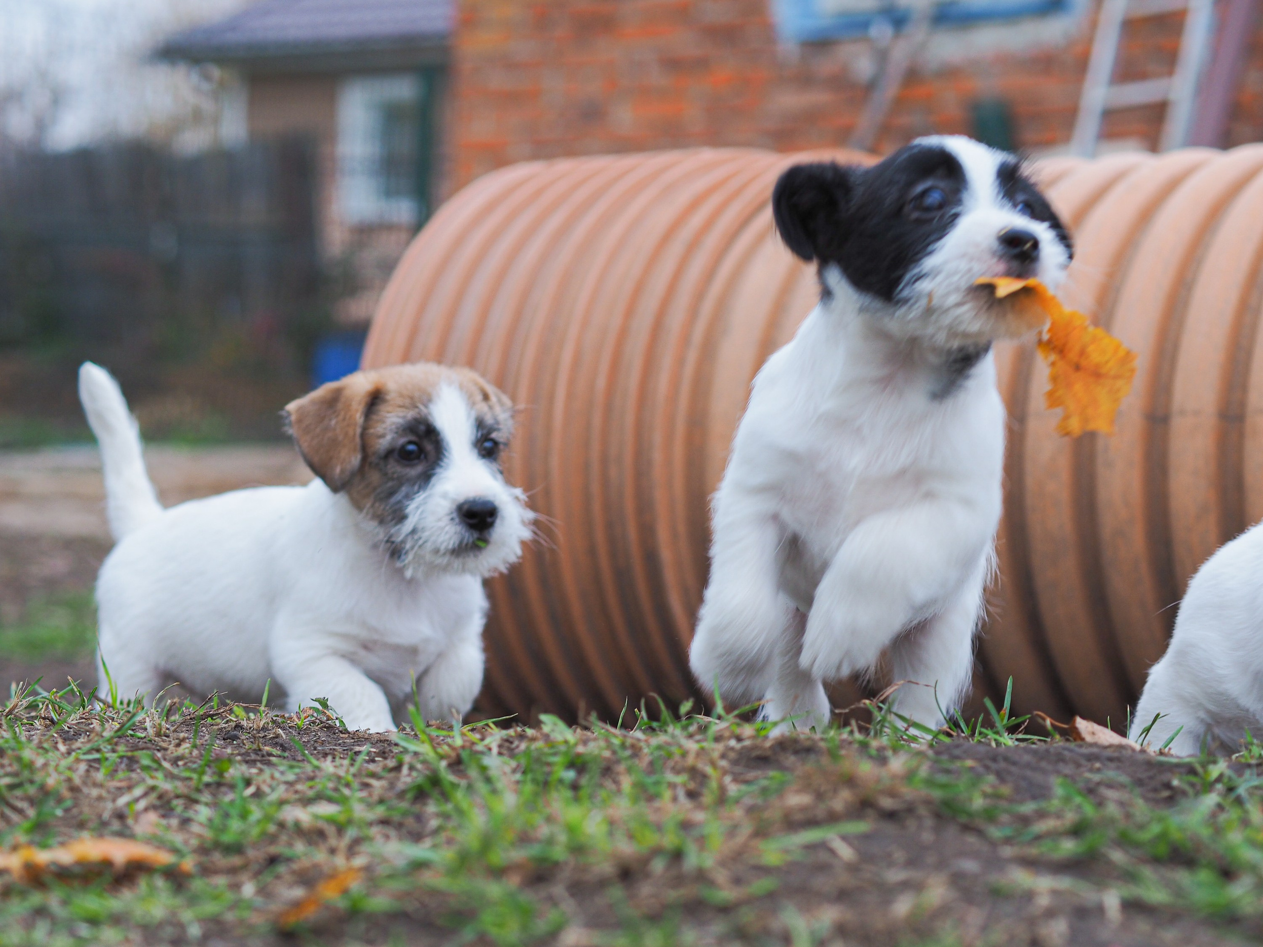 Бело-черная красавица джек-рассел-терьер. КАНЕ МАЭСТРО — питомник Джек рассел терьеров