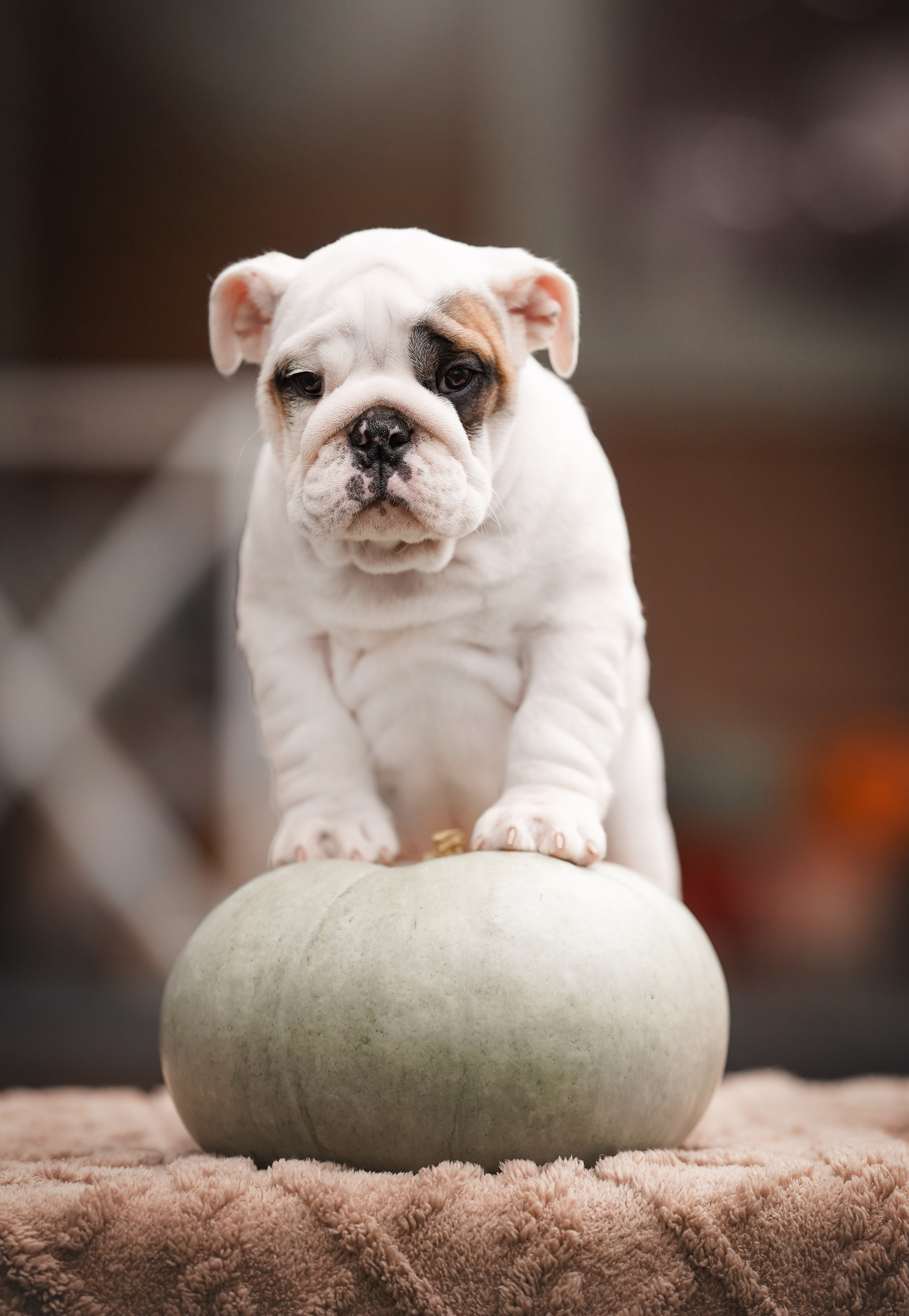 Щенки бульдога. Фотограф-анималист в Санкт-Петербурге Яна Мартынова