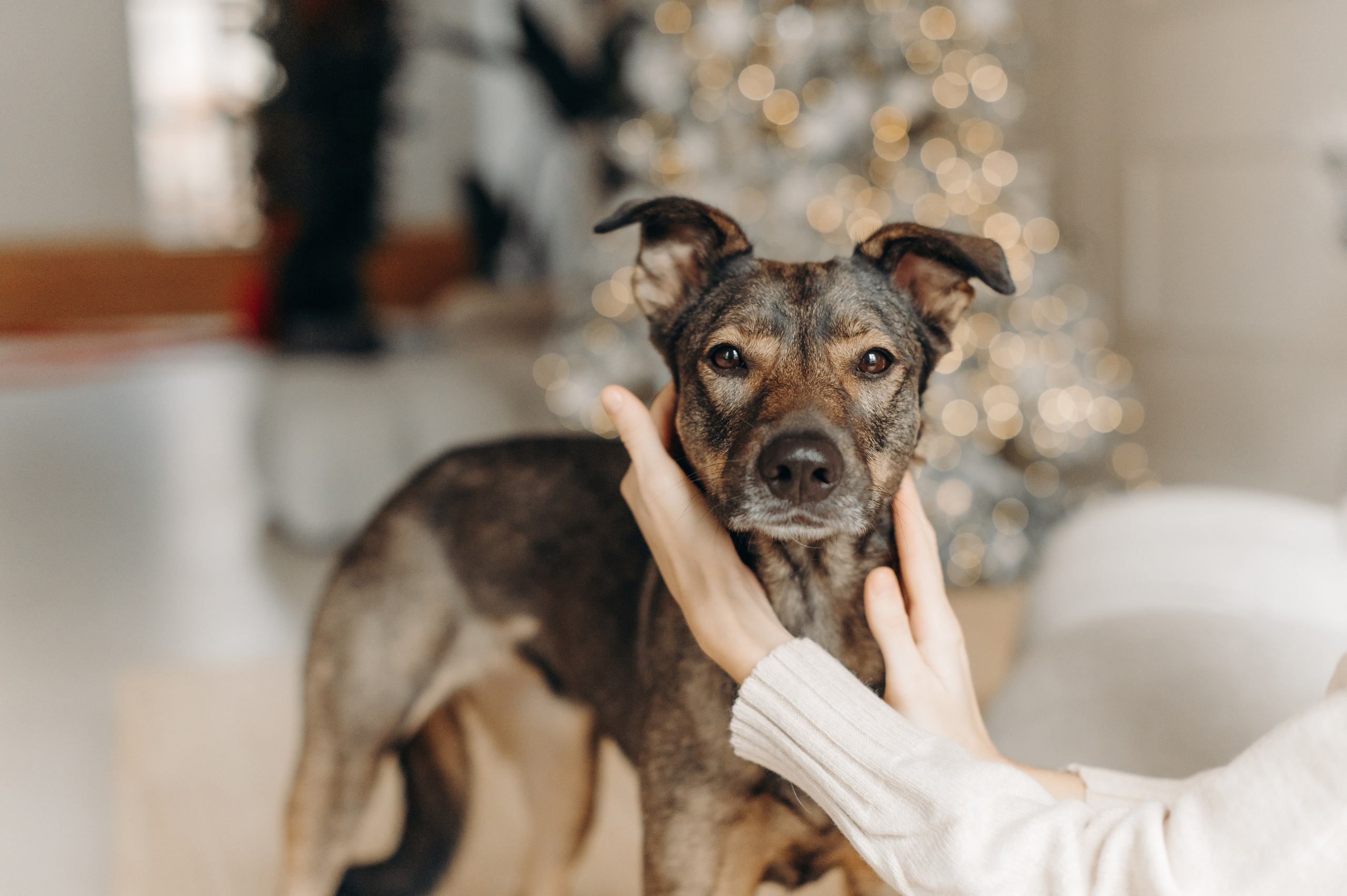 Анималистика. Главная