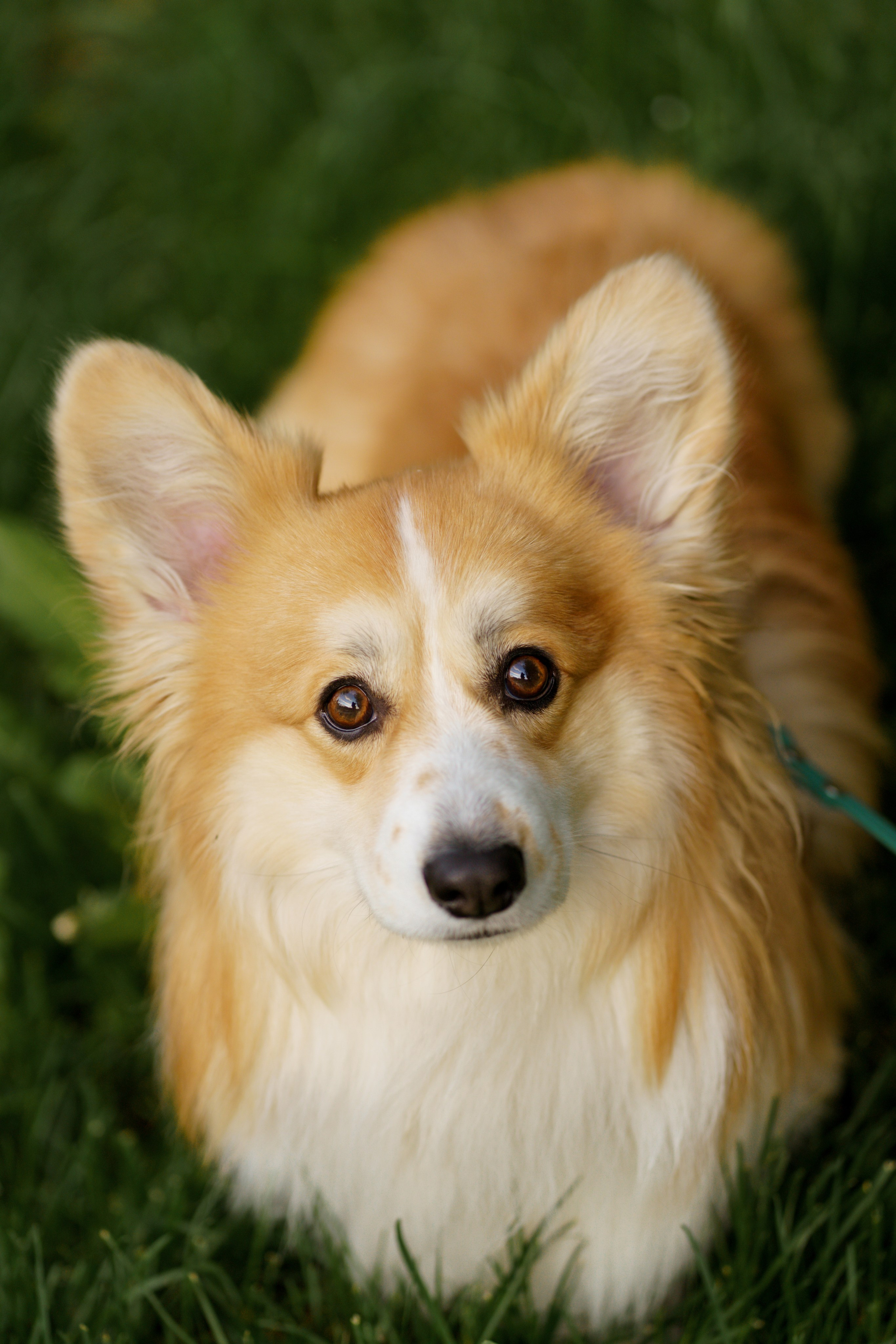 Катя, Арсений и Пух. Свадебный фотограф в Москве Анна Полушина