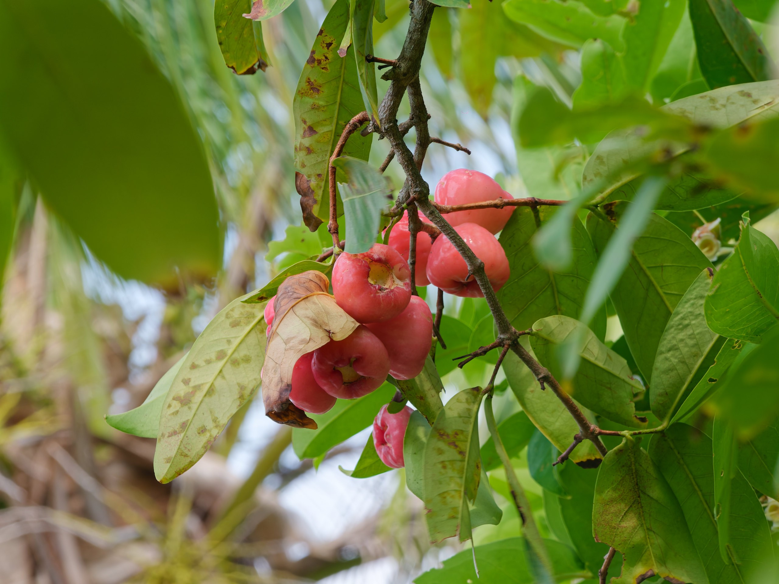 Хайнань 2026, флора, цветы и деревья. Фотопрогулки по Миру