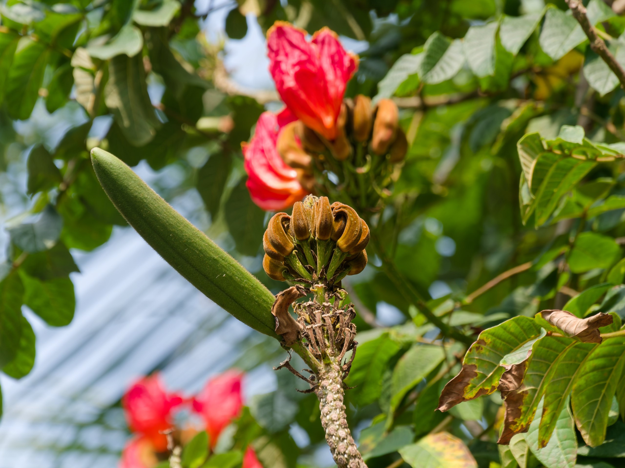 Хайнань 2026, флора, цветы и деревья. Фотопрогулки по Миру
