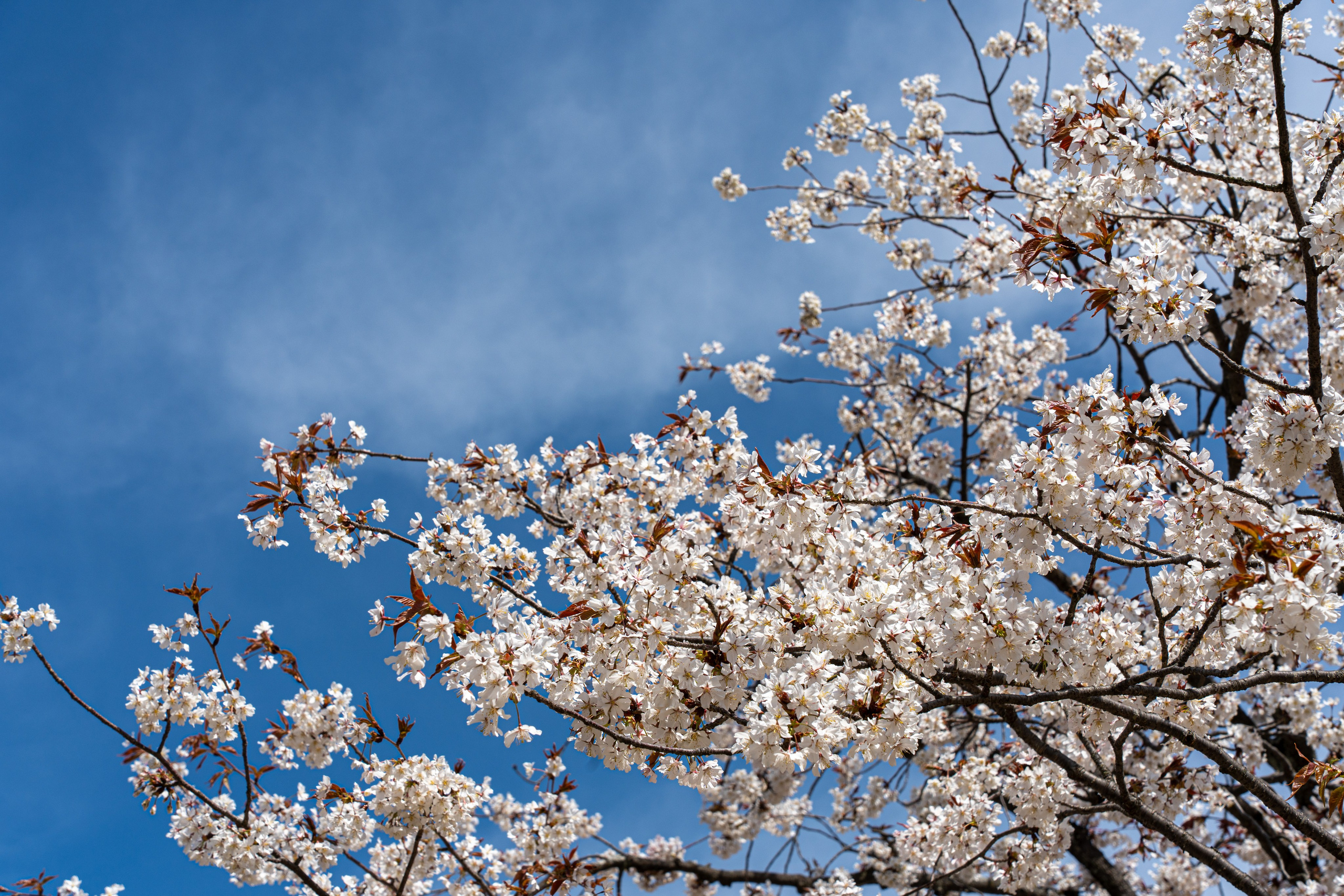 Япония, сакура. Творческие сьемки