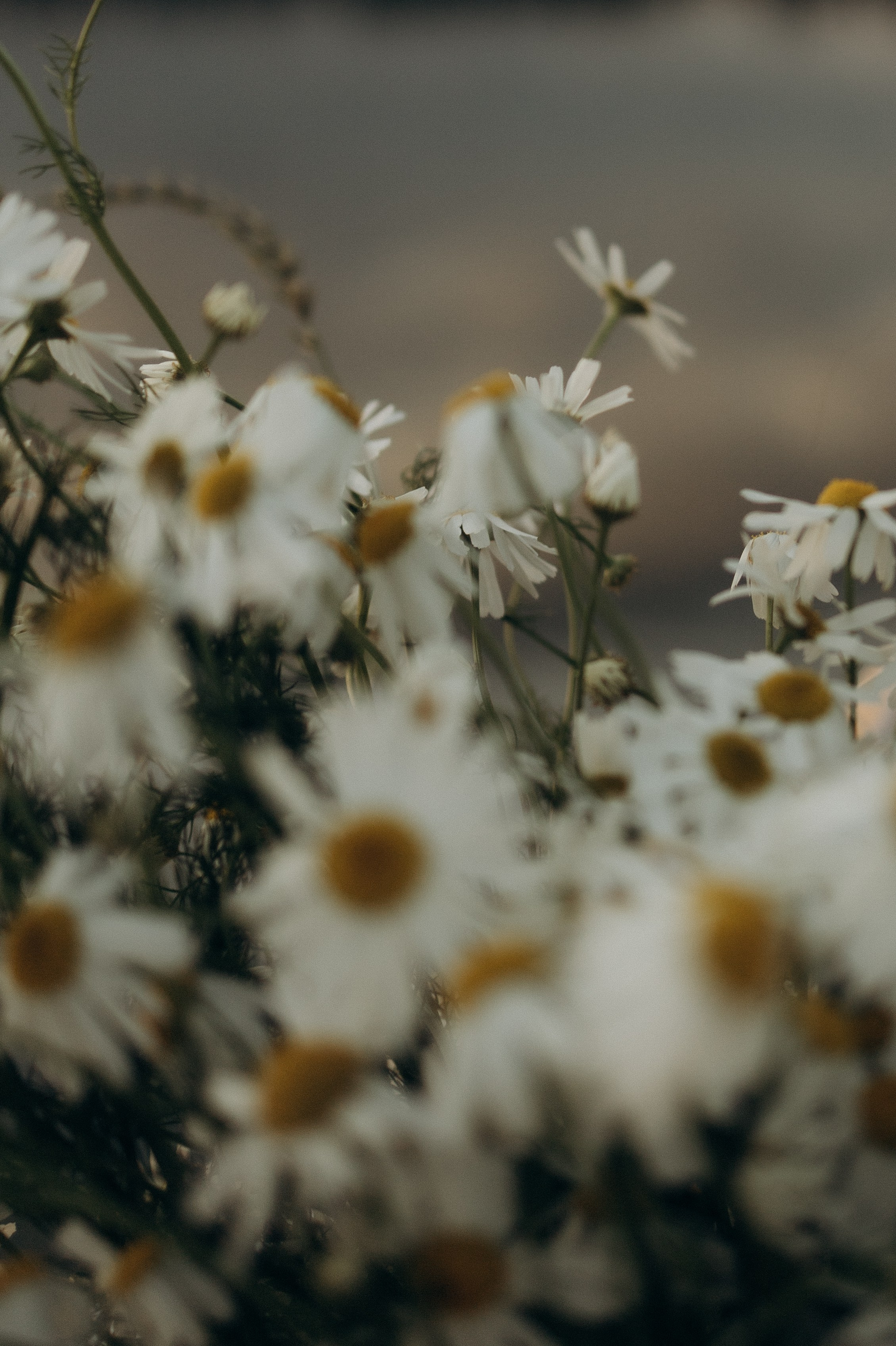 Фотопроект День Ивана Купала. Семейный фотограф в Ижевске Даша Денисова