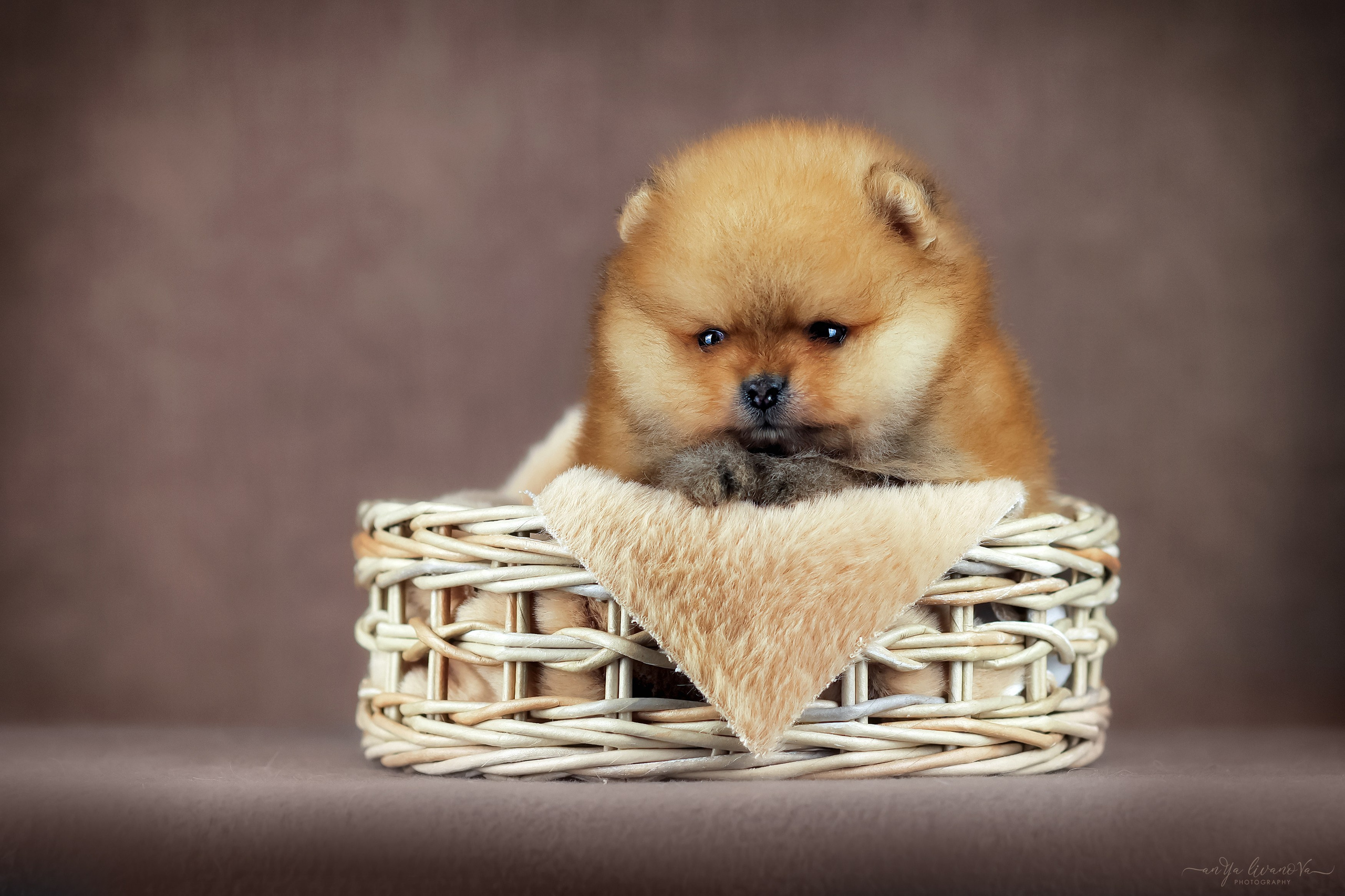 Шпицули. Фотограф анималист Аня Ливанова | Рыбинск