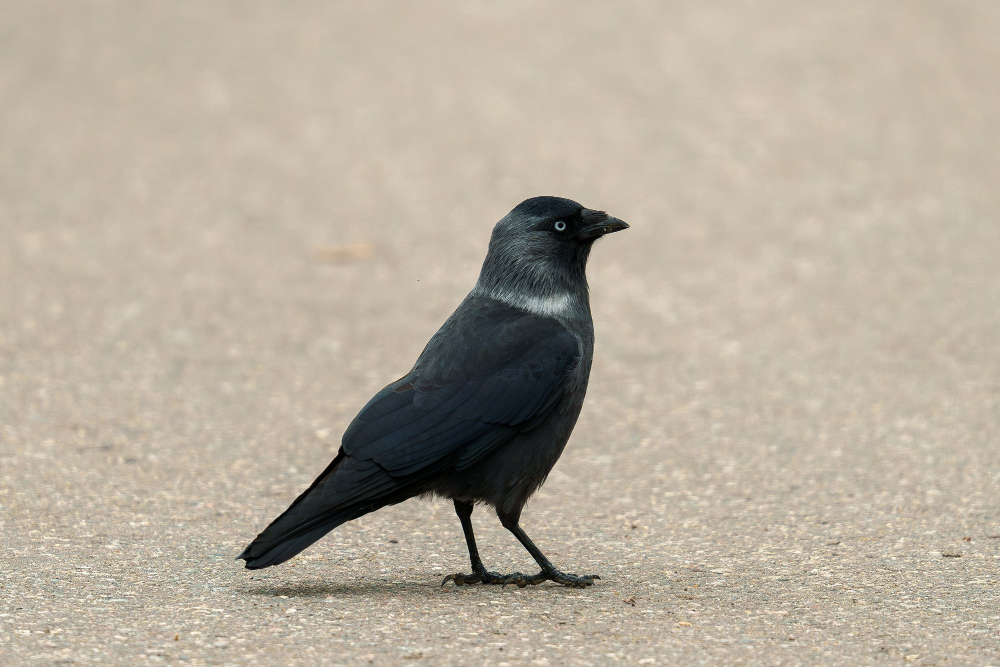Удивительные мир птиц. Вокруг нас столько прекрасного — присмотритесь!. Ваш личный фотограф Марина Волкова