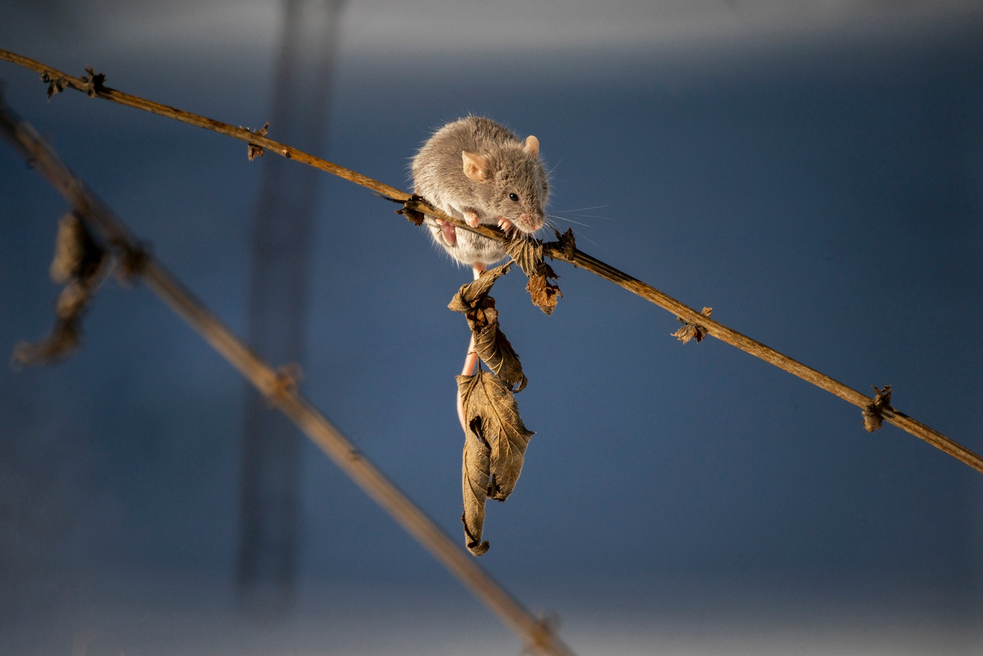 Животные. Ваш личный фотограф Марина Волкова