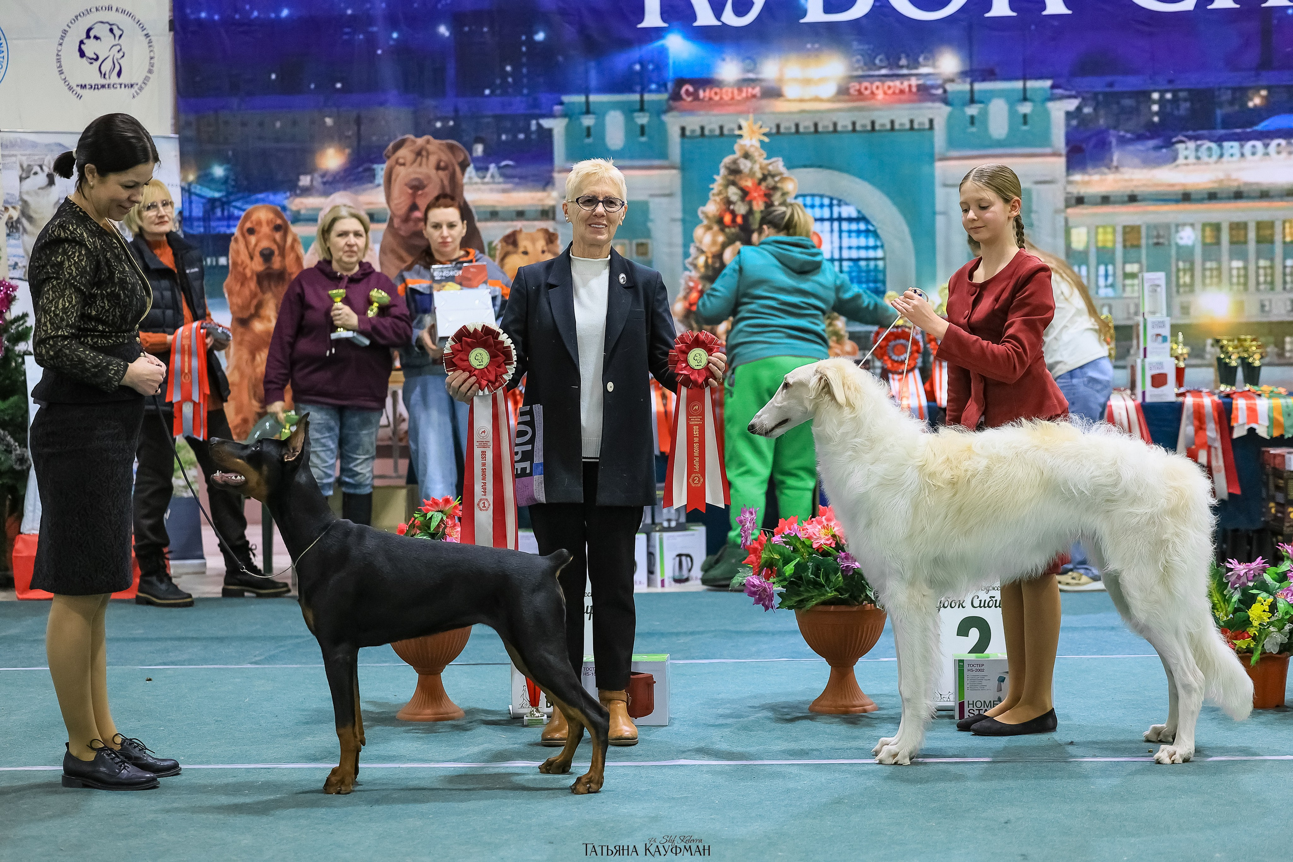 6-7.12.25 — 1-4 Национальные выставки собак в Новосибирске (2х рейтинговые). Фотограф Анималист из Новосибирска Татьяна Кауфман