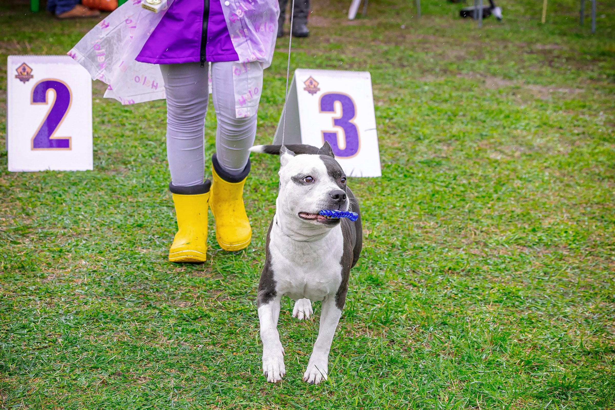 11 мая 2025, Выставка РКФ, г. Пермь. Htykk_photo