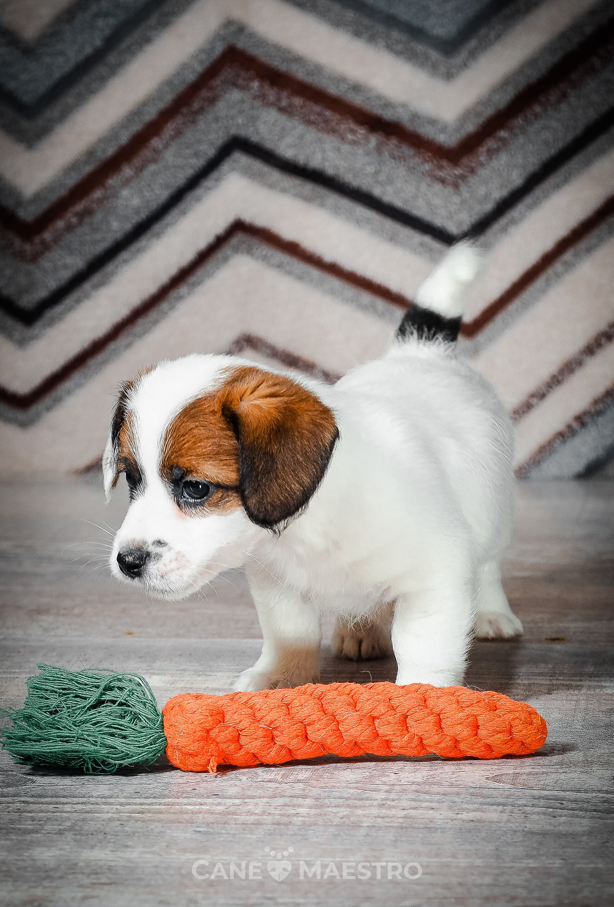 1КОБЛ_МОНОКЛЬ_Ц_ЛИТТЕР. CANE MAESTRO — kennel Jack Russell Terrier