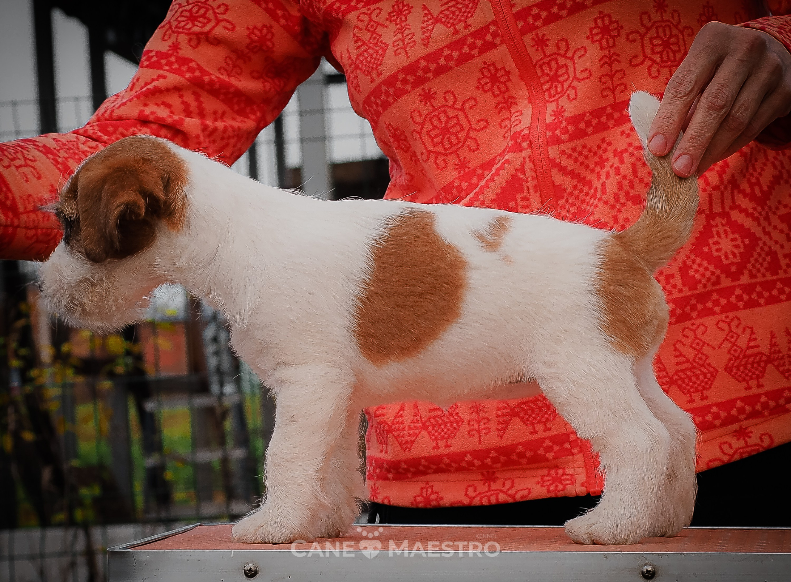 Сука2_БР_27_08_25. CANE MAESTRO — kennel Jack Russell Terrier