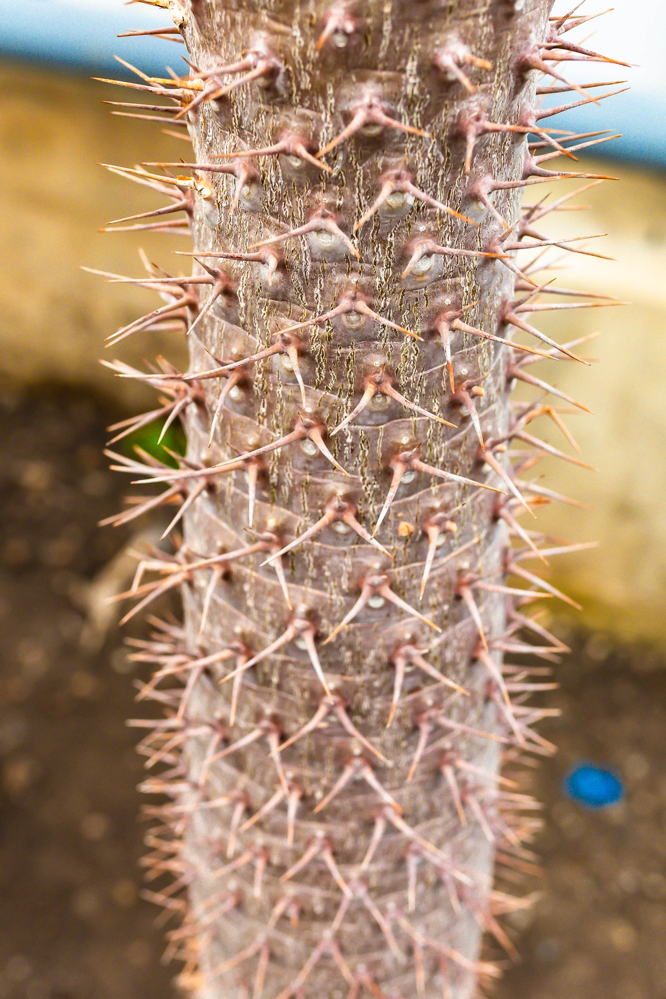 Фотографии природы Липецка. Свадебный и семейный фотограф Виолетта в Липецке