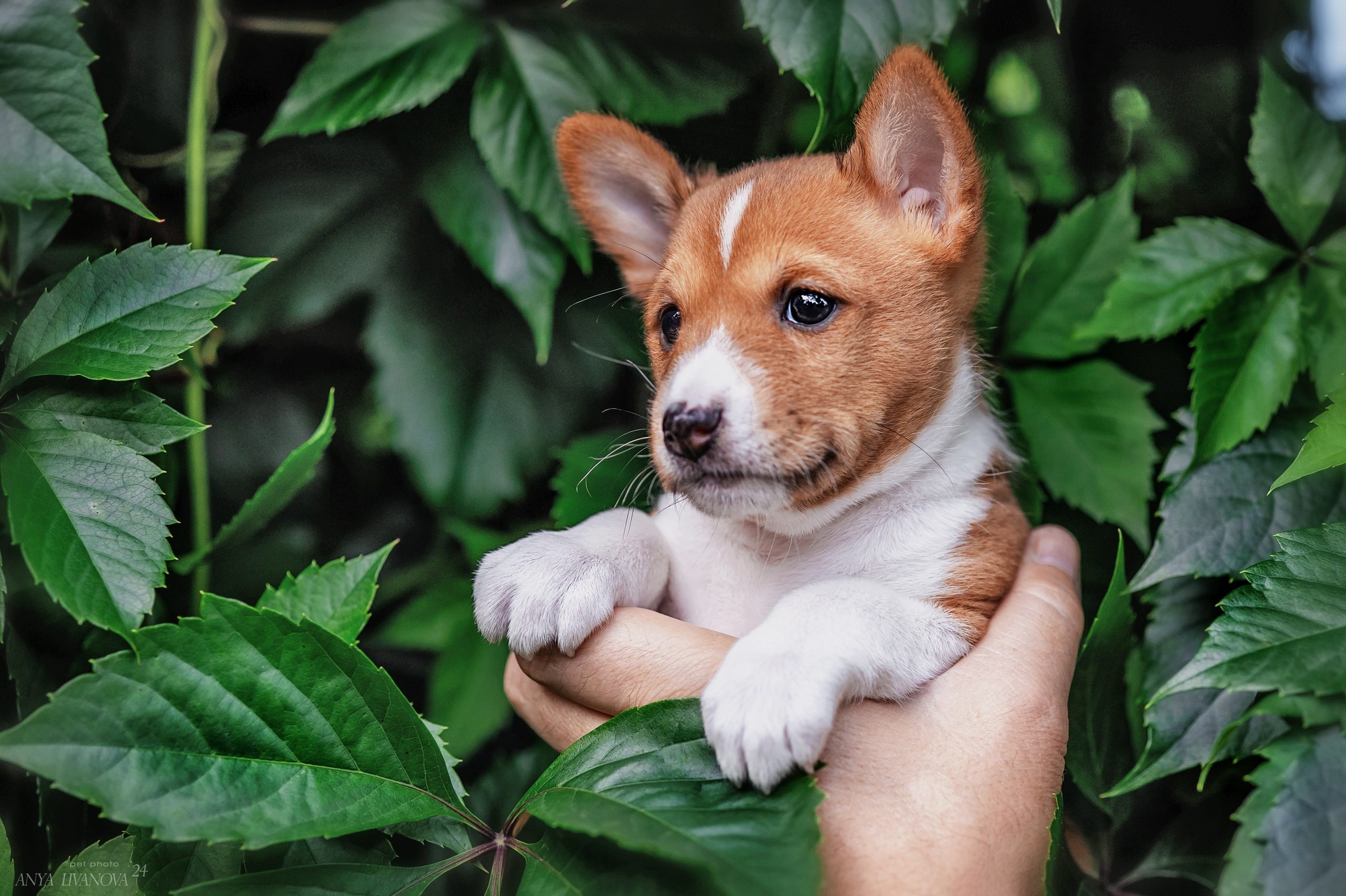 Басенджи. Фотограф анималист Аня Ливанова | Рыбинск