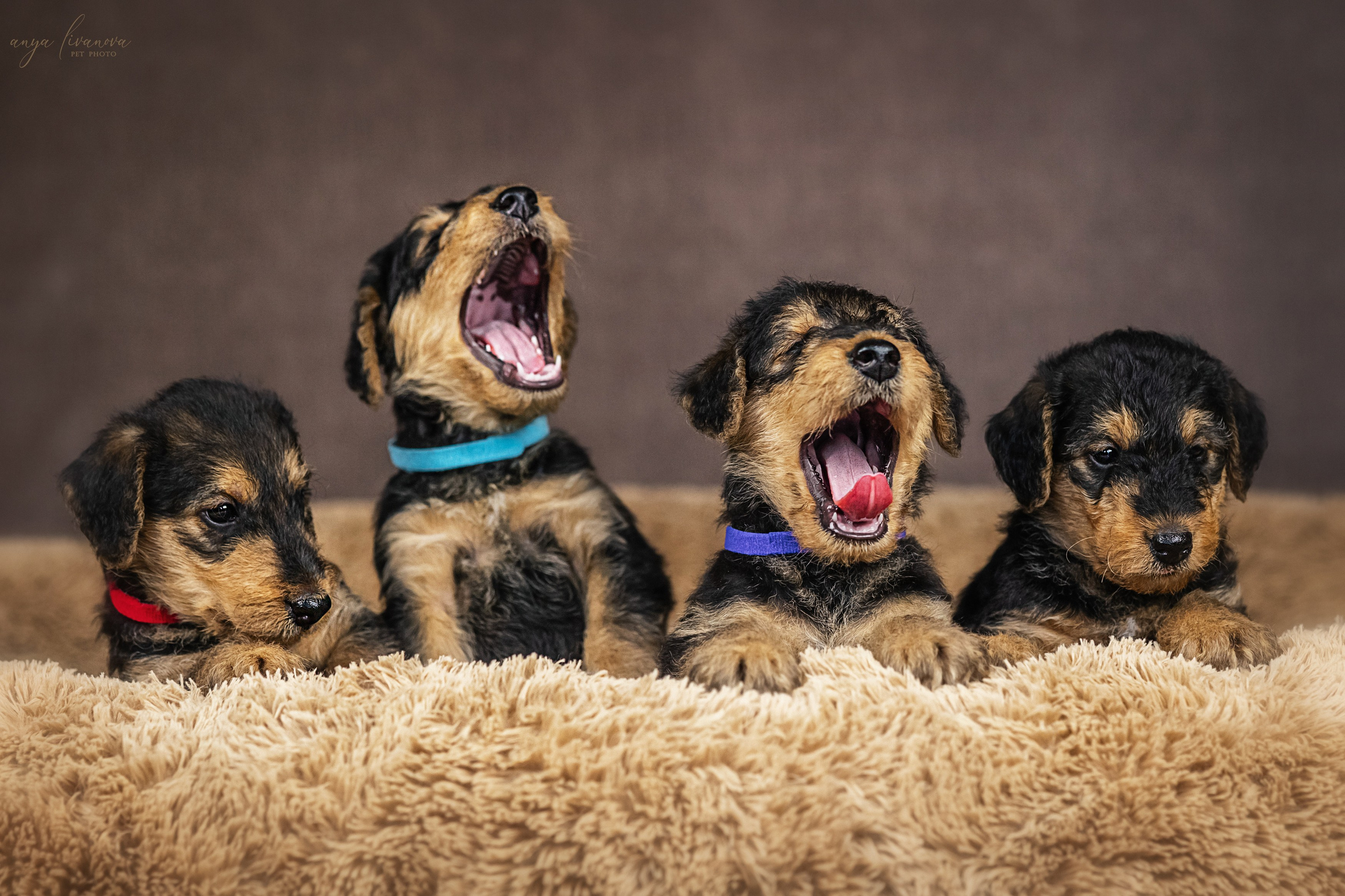 Эрдели. Фотограф анималист Аня Ливанова | Рыбинск