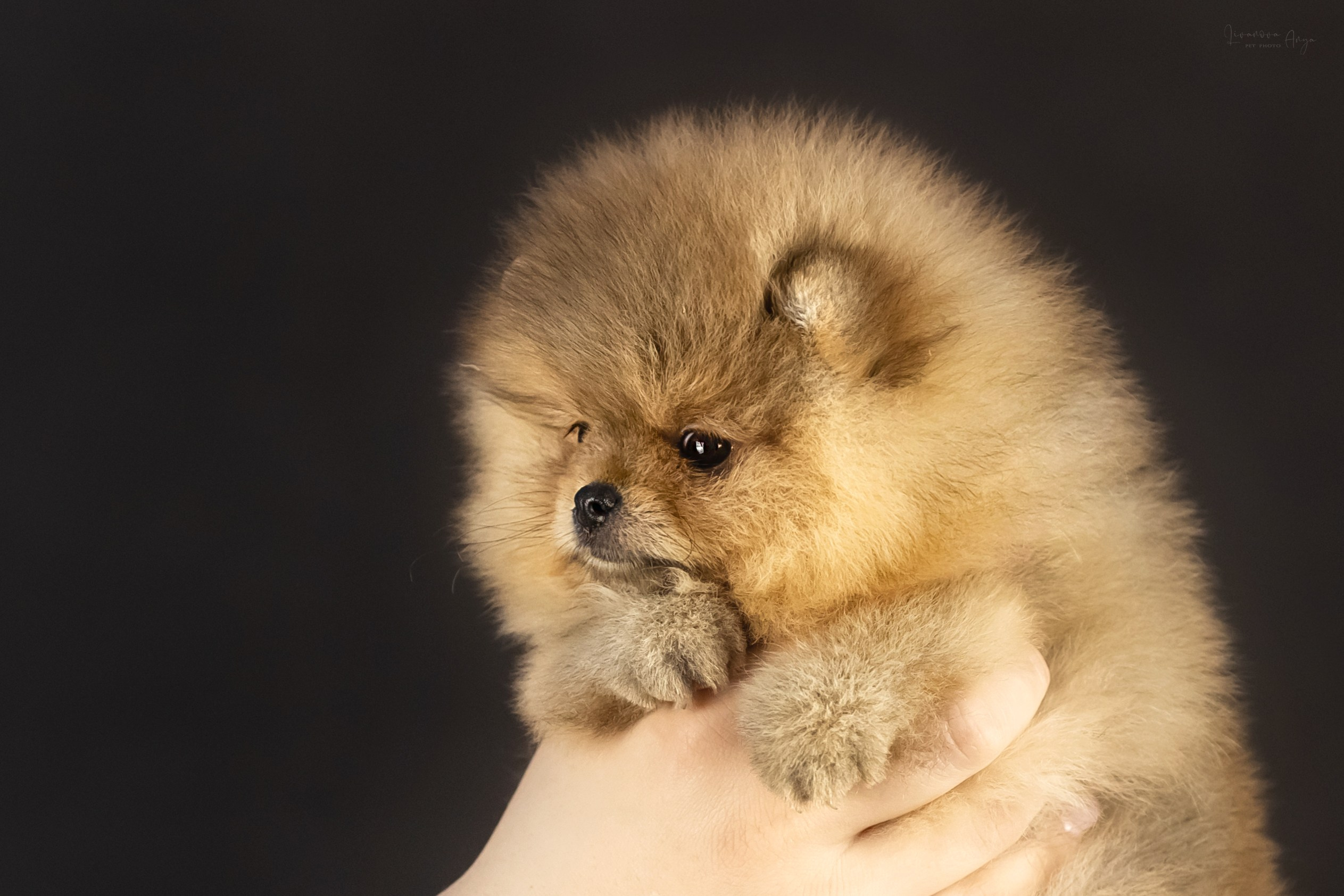 Шпикачки. Фотограф анималист Аня Ливанова | Рыбинск