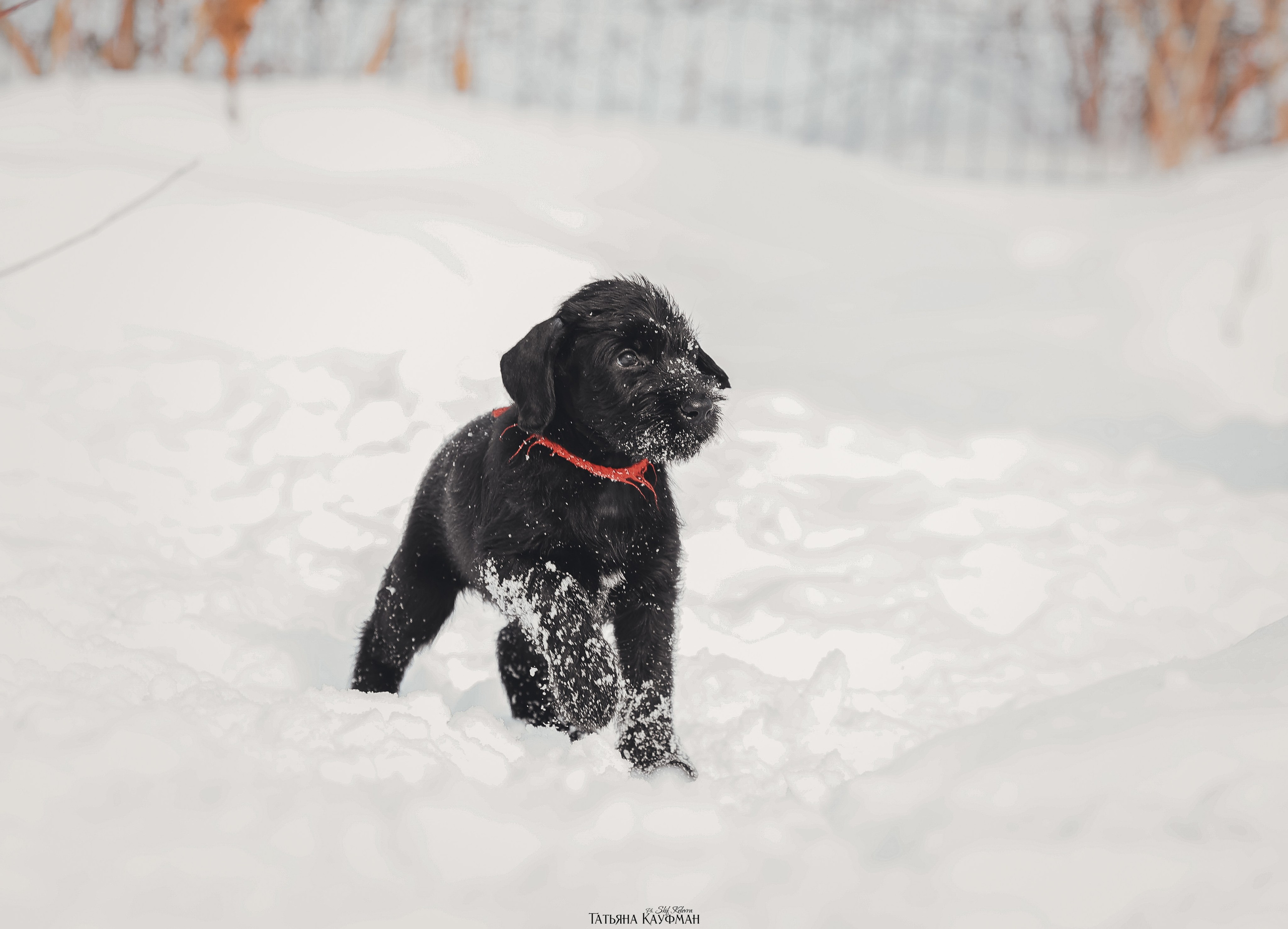 Ризеншнауцер, щенки ризеншнауцера, купить ризеншнауцера, купить щенка, ризеншнауцер Новосибирск, фотосъемка щенков, фотосессия собак, заказать фотосессию, фотографии щенков, сфотографировать щенка, фотограф Анималист, фотограф собак Новосибирск, фотограф анималист Новосибирск