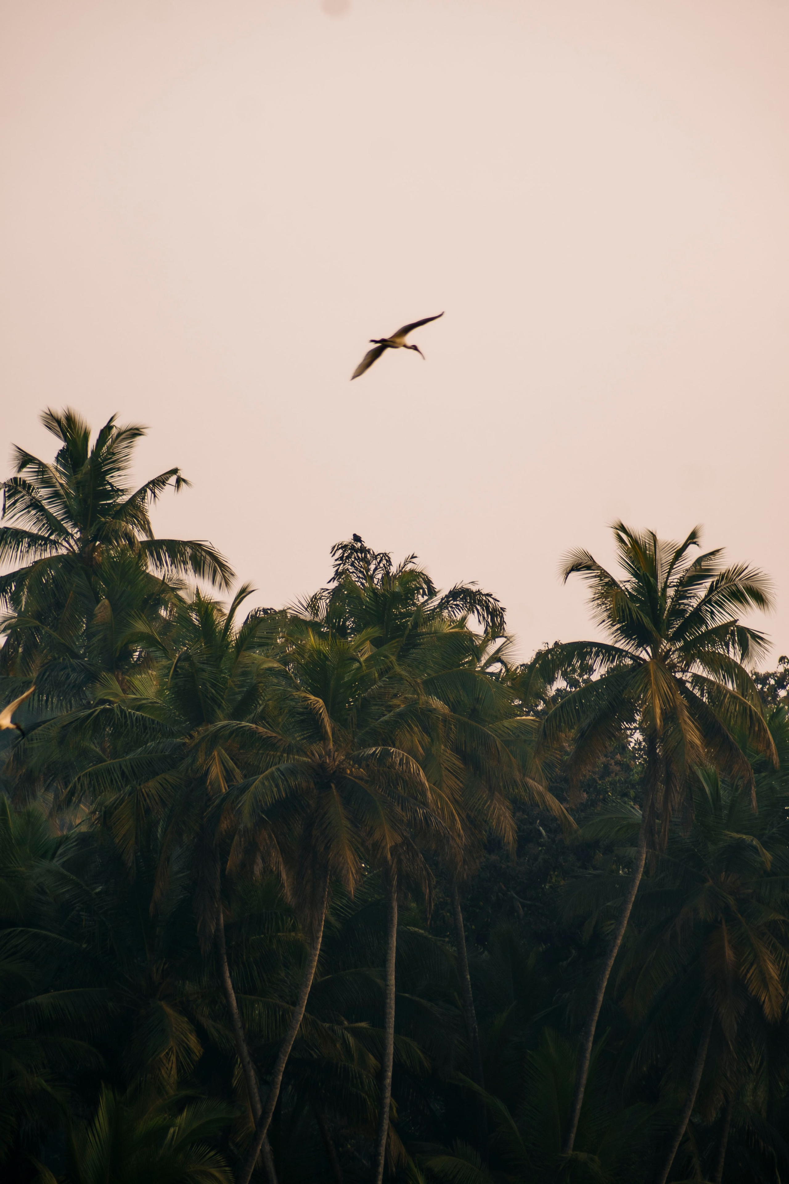 Гоа. индия. Iraogo