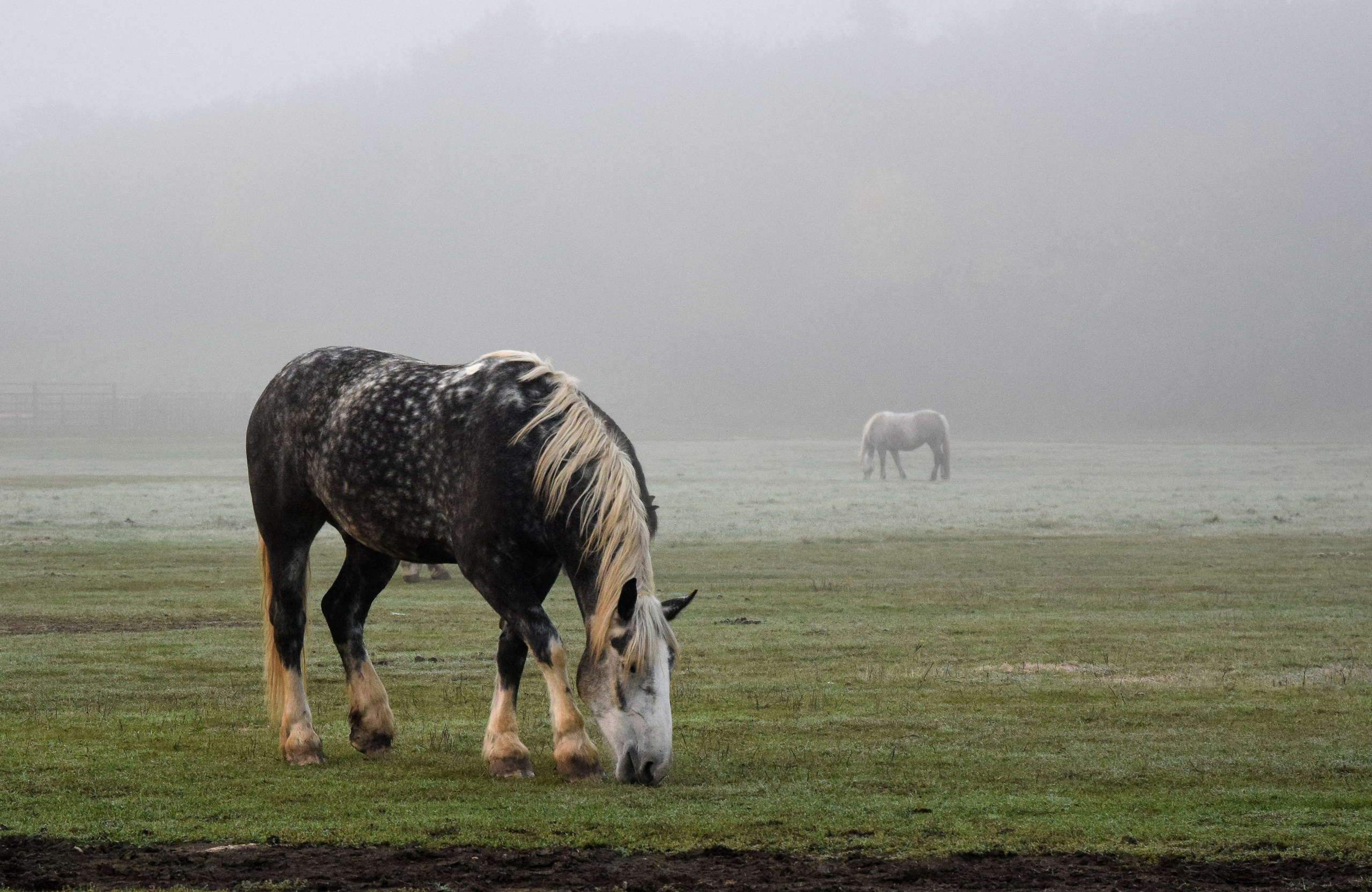 Кудыкина гора. Конный фотограф в Саратове Юлия Иванова