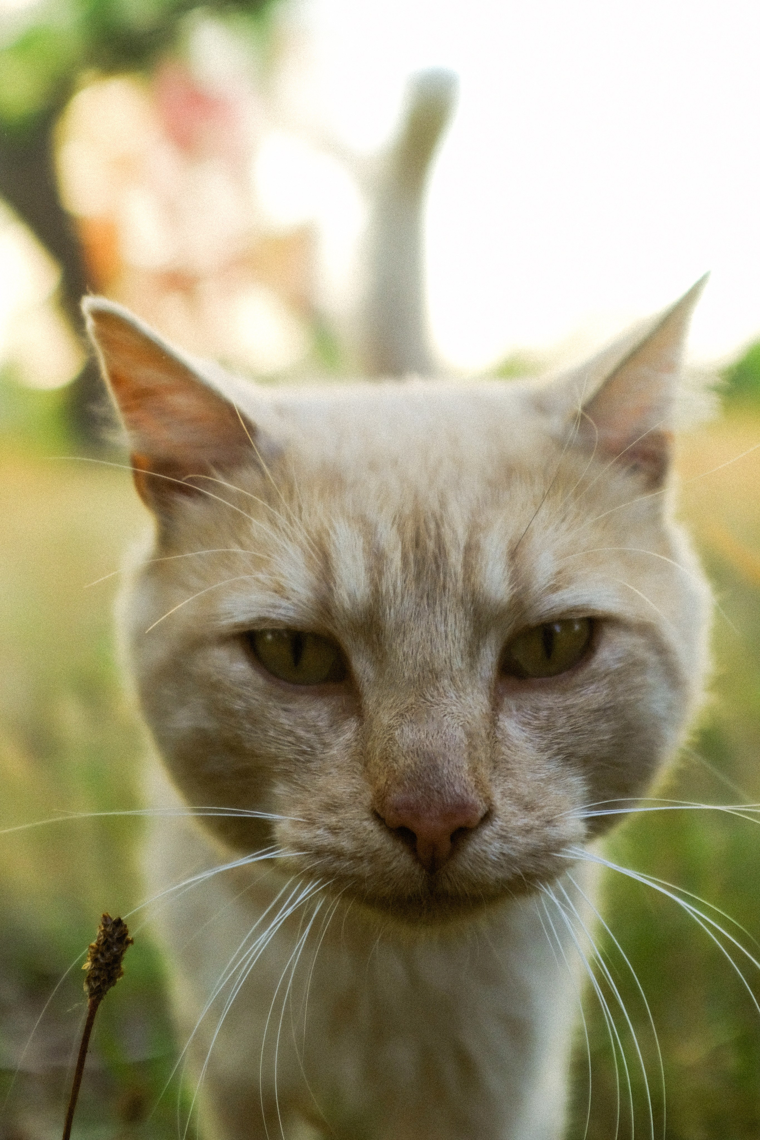 Однажды в Калининграде. Wed Photographers 📷 Saint Petersburg