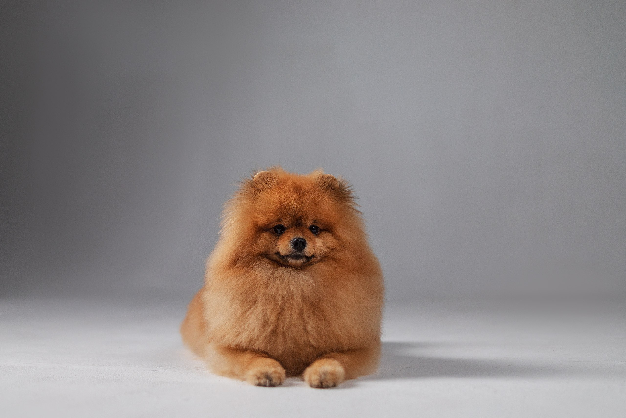 Сафи. Студия. Фотограф анималист Кузнецова Анна Нижний Новгород