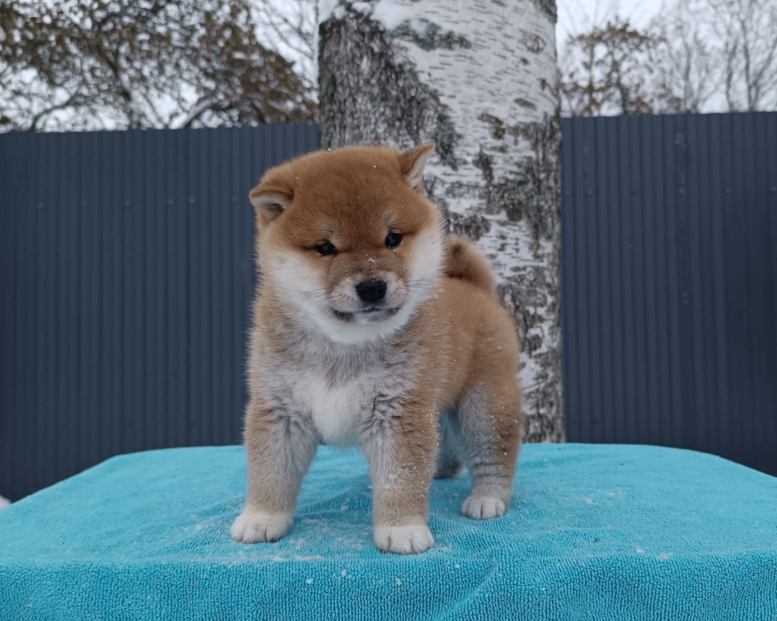 сиба питомник Рубилайт щенки на продажу rubylight  сиба щенки купить СПб Санкт-Петербург 