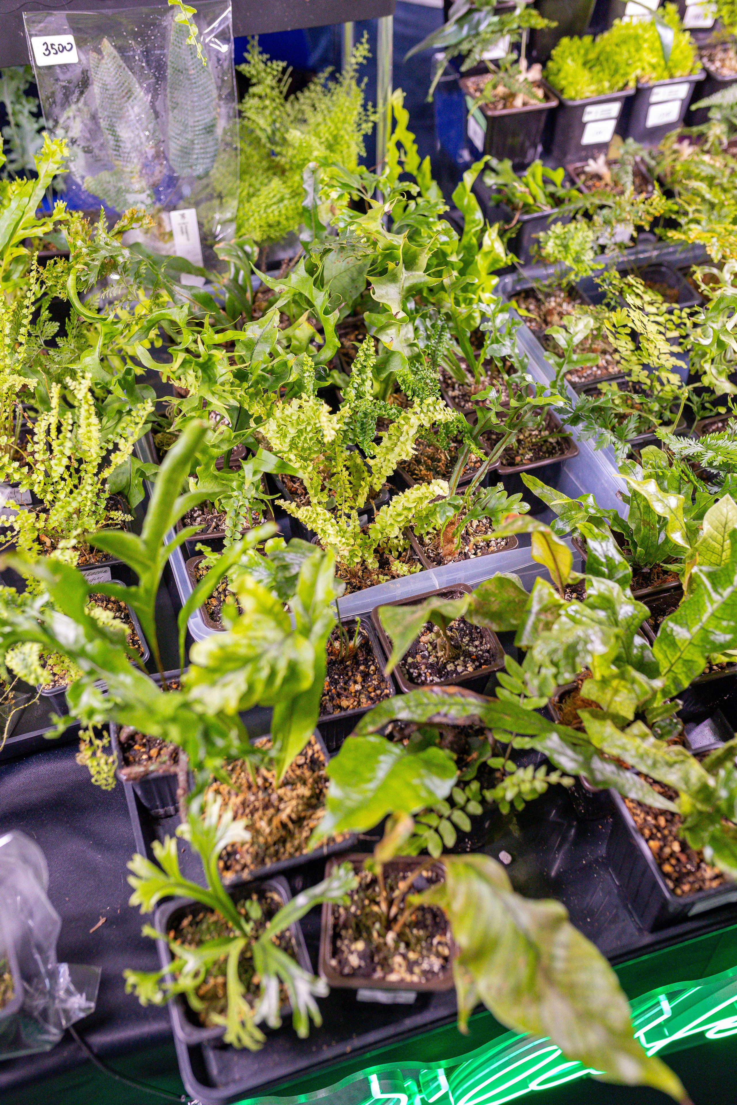 Орхидиум 12.2025. Александра Куликова фотограф, Москва