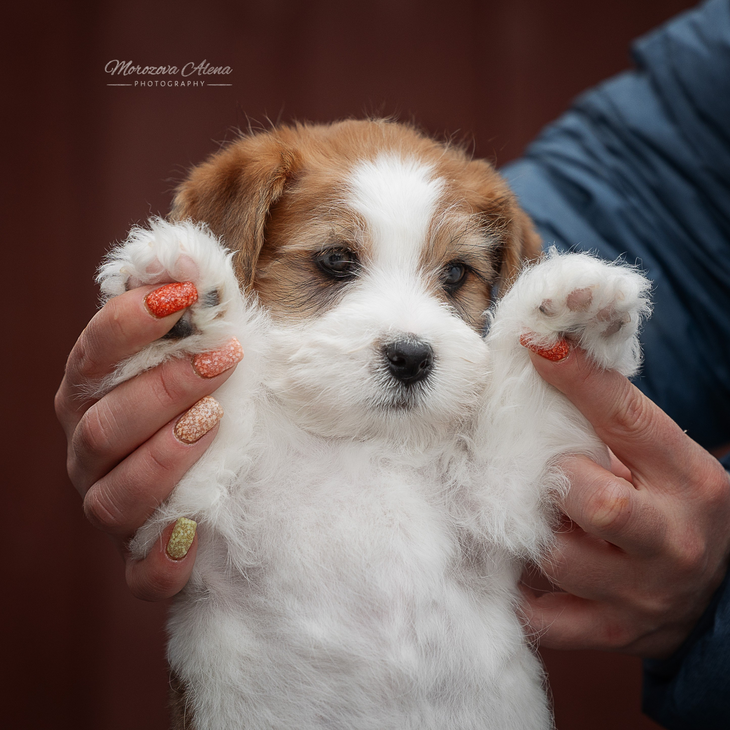 Фотогалерея. Джек Рассел терьер. Санкт-Петербург. Щенки Джек Рассел терьера