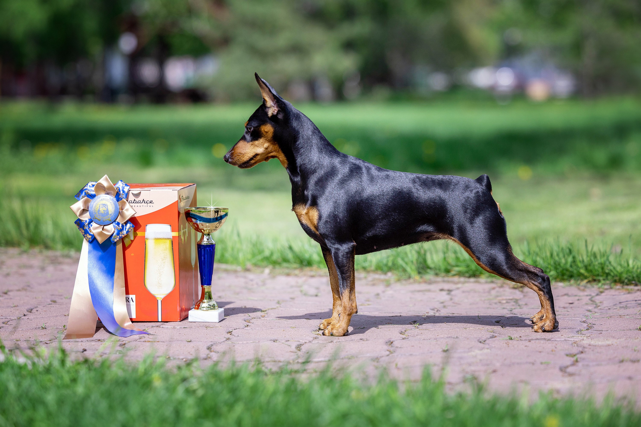 Заринговая съёмка на выставках собак. Фотограф-анималист в Омске Екатерина Маричева