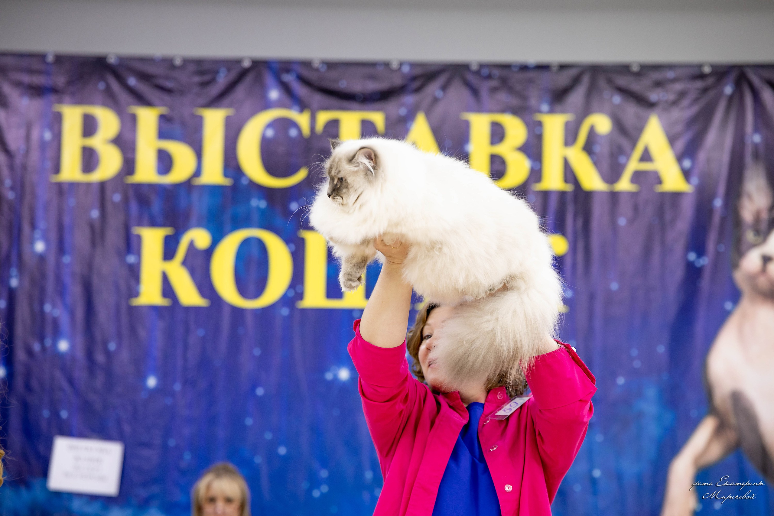 11–12 апреля — Интершоу — «Звездная Галактика Доброго Кота». Работаю со стендом. Фотограф-анималист в Омске Екатерина Маричева