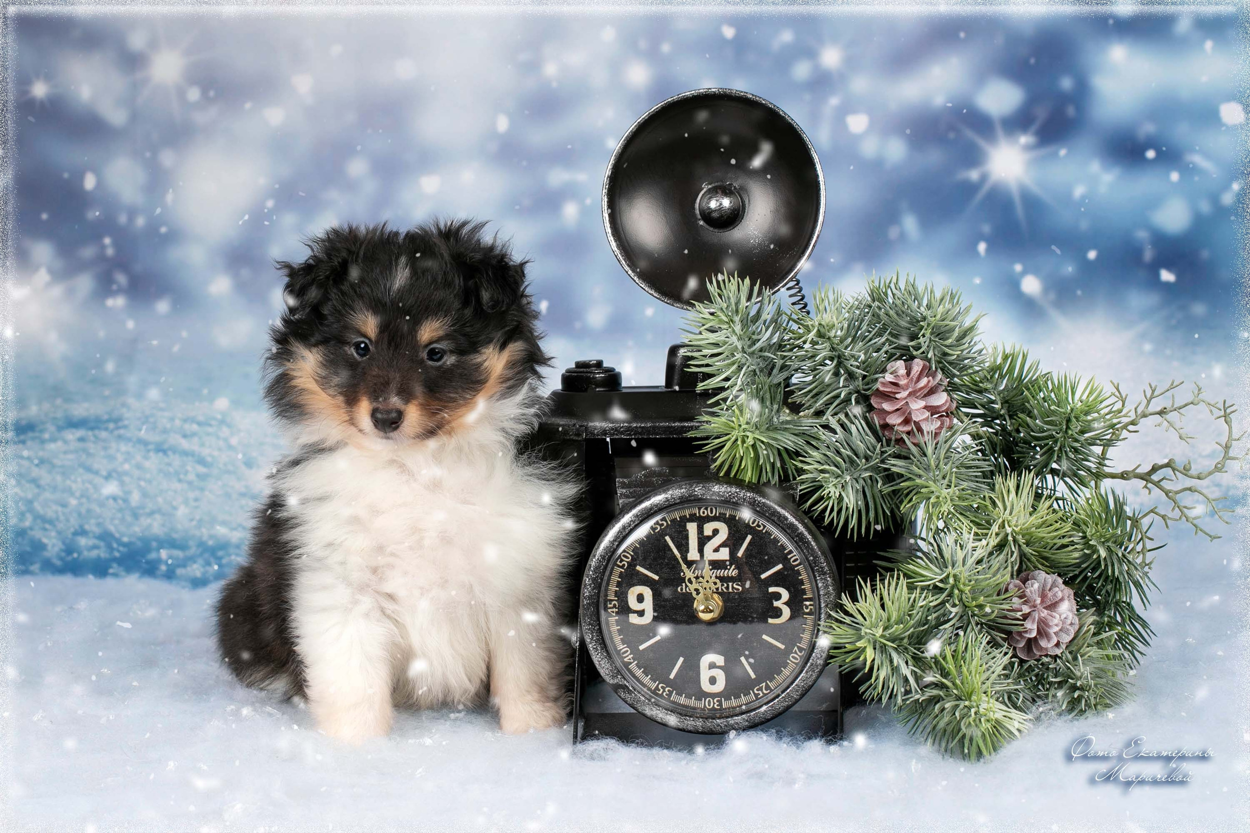 Тематические фоны с рисунком. Фотограф-анималист в Омске Екатерина Маричева