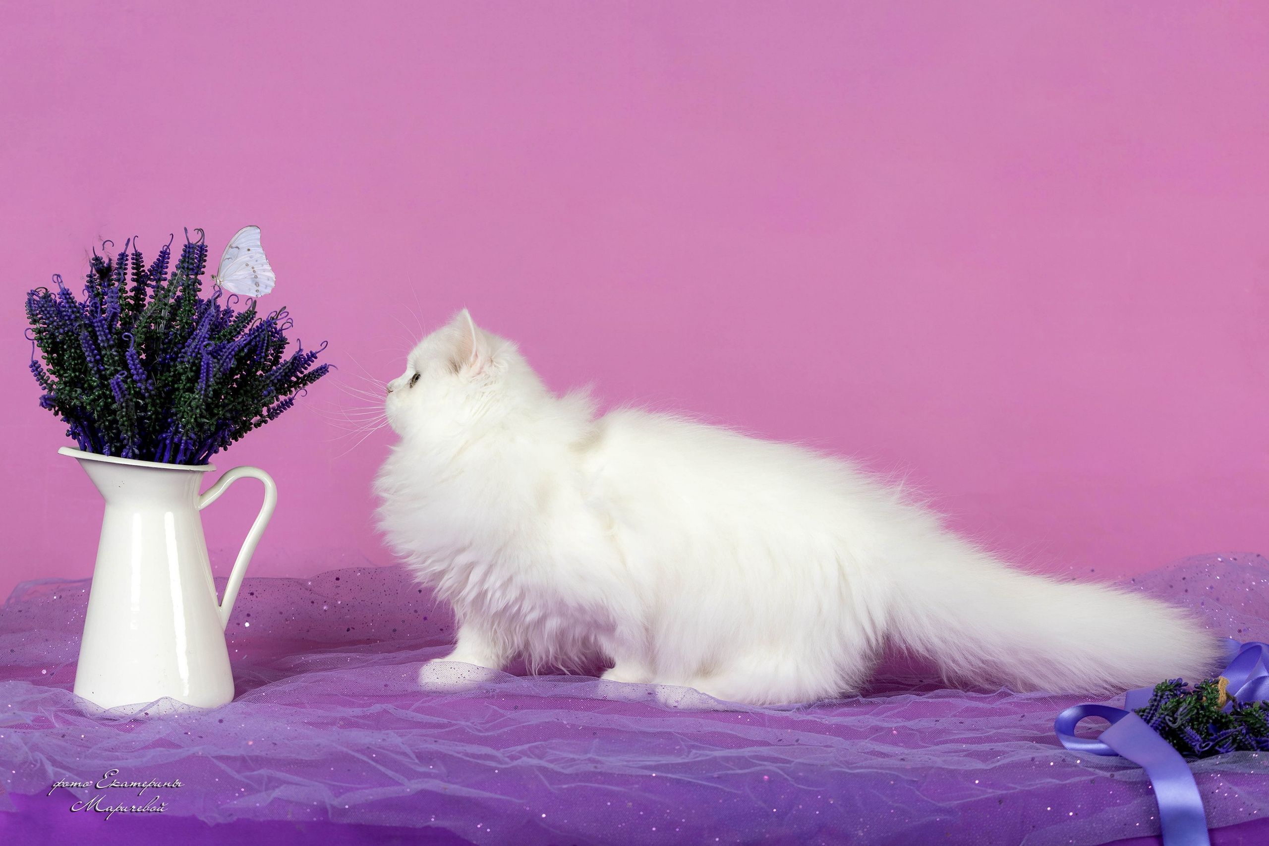 Галерея котят. Фотограф-анималист в Омске Екатерина Маричева