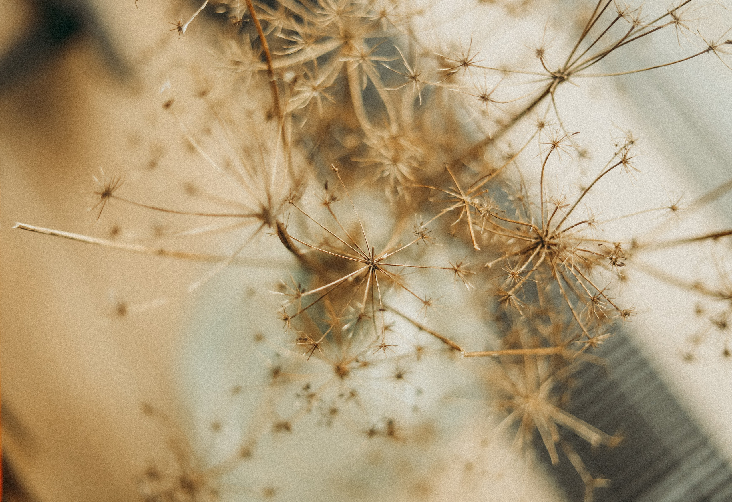 Анастасия, Кирилл и Мел, Мира и Марта. Фотограф Москва и Санкт-Петербург