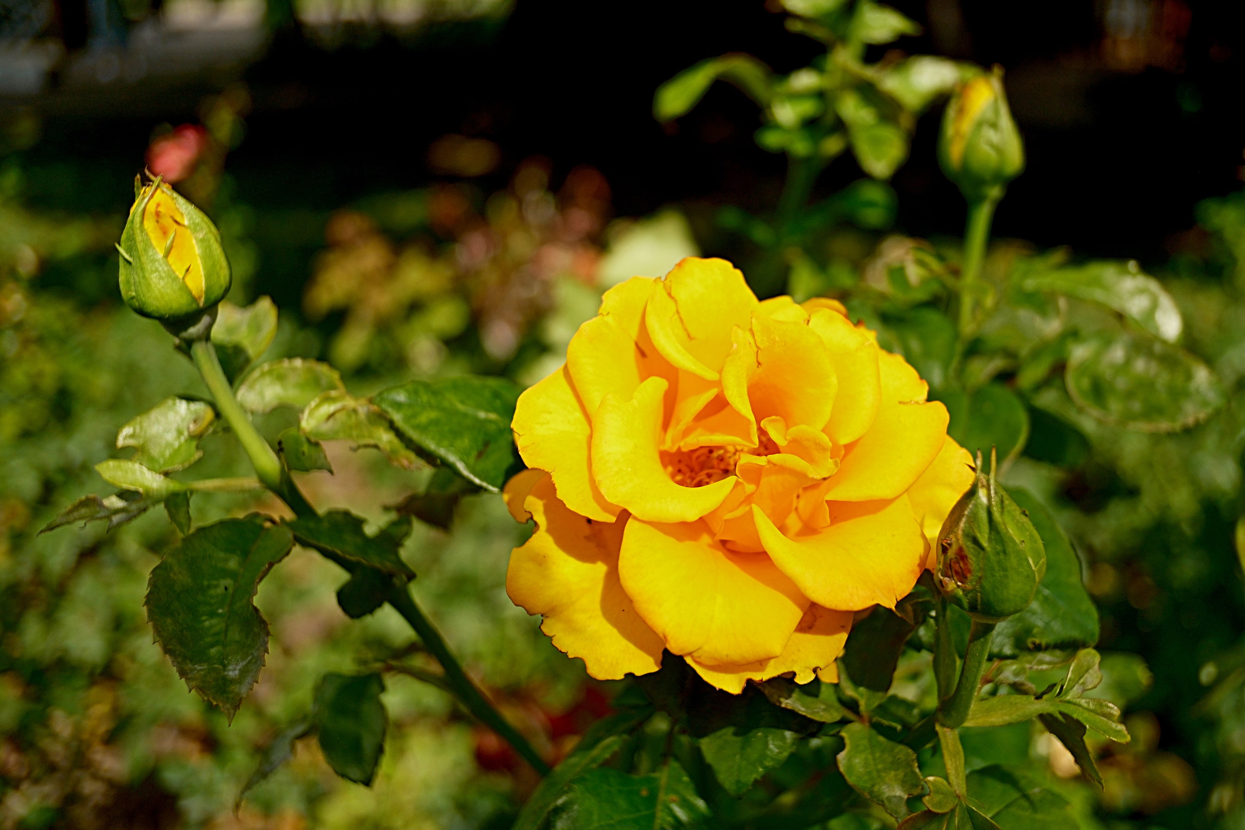 Коломенское 16.08.2025. Улица, люди, жизнь…